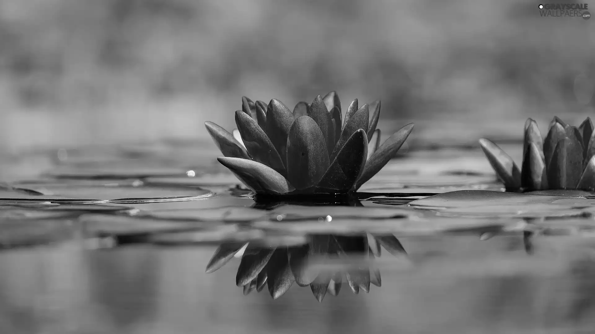 Water lilies, Red, Flowers
