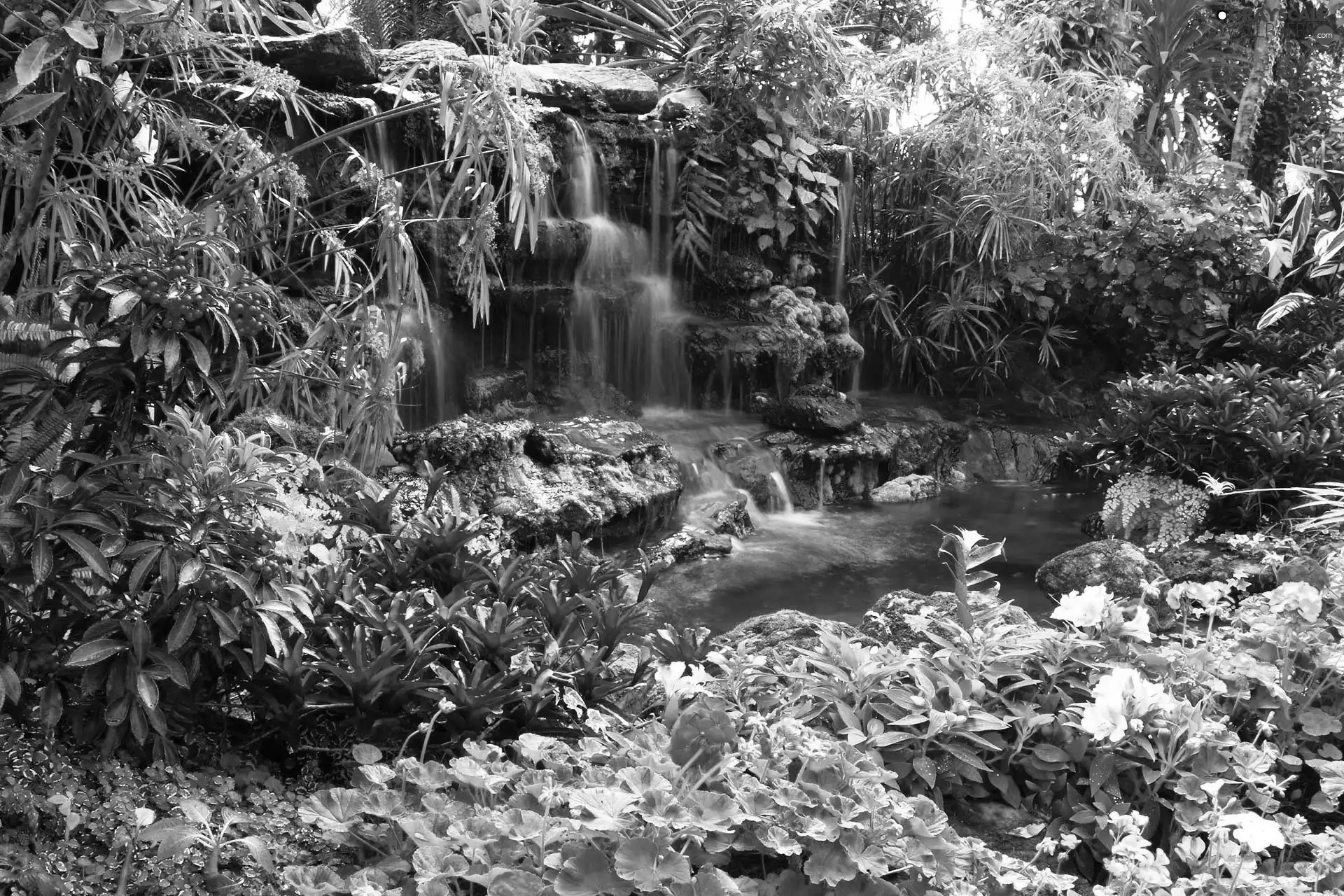 waterfall, Flowers