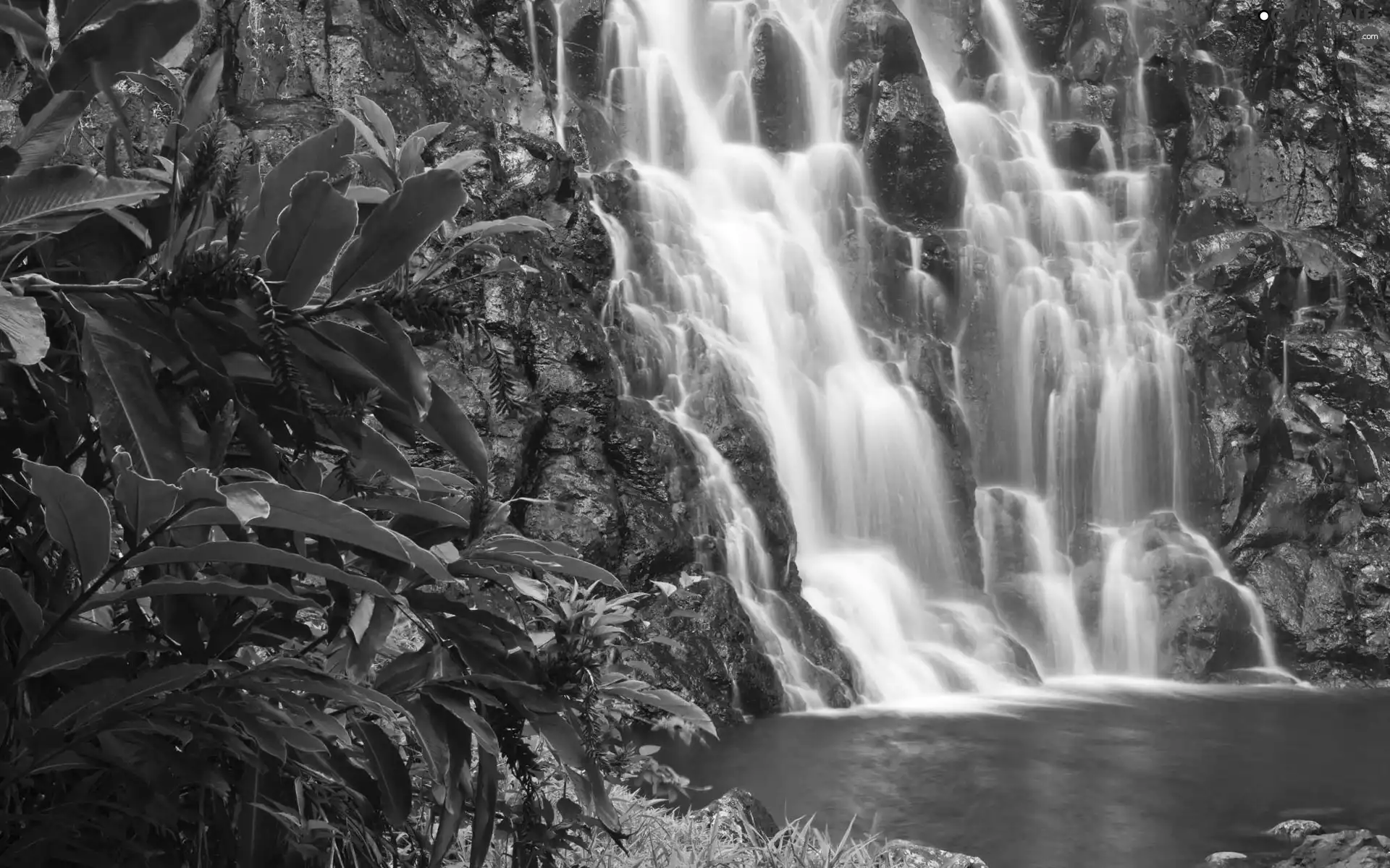 waterfall, Flowers