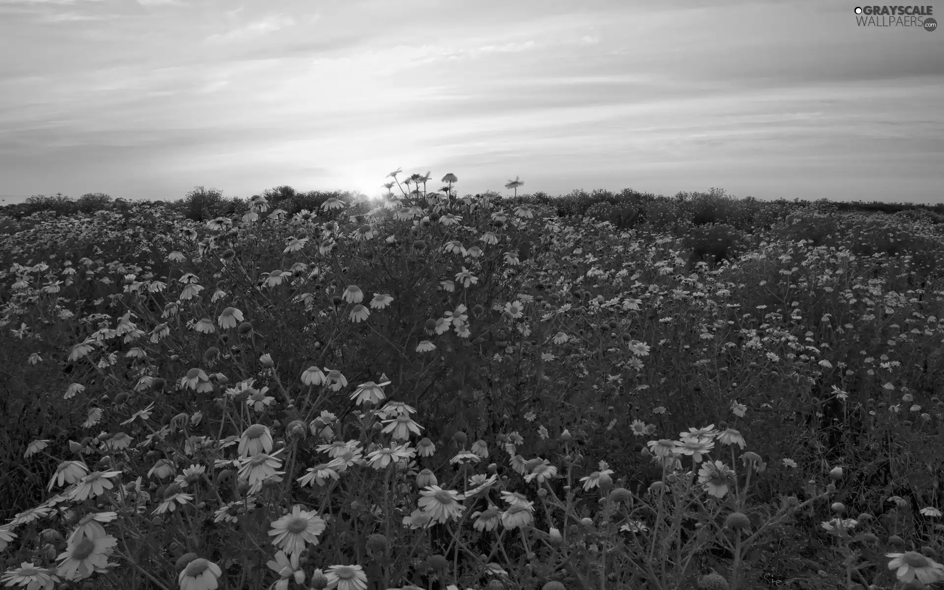 west, Meadow, Flowers, sun