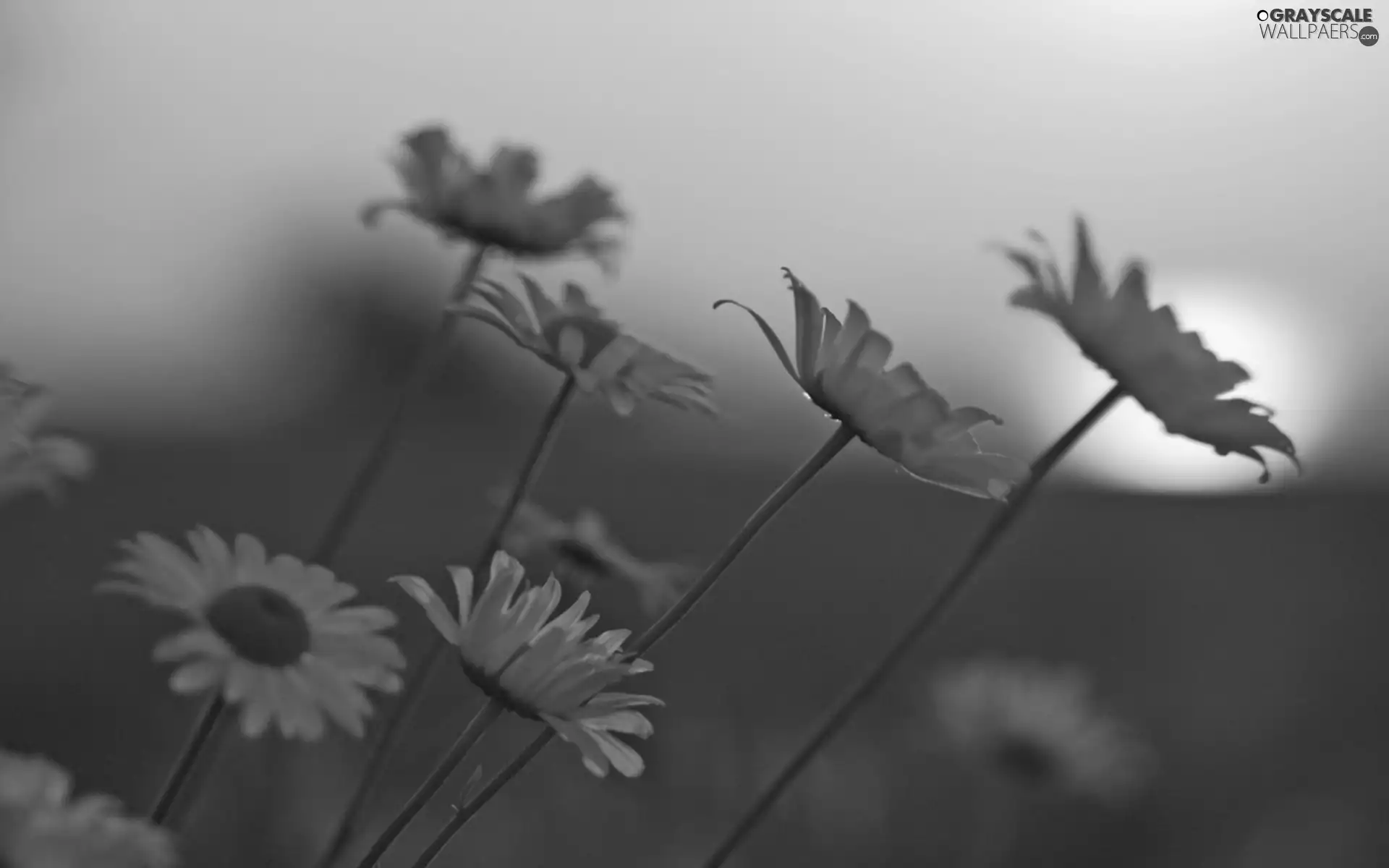 west, White, Flowers, sun