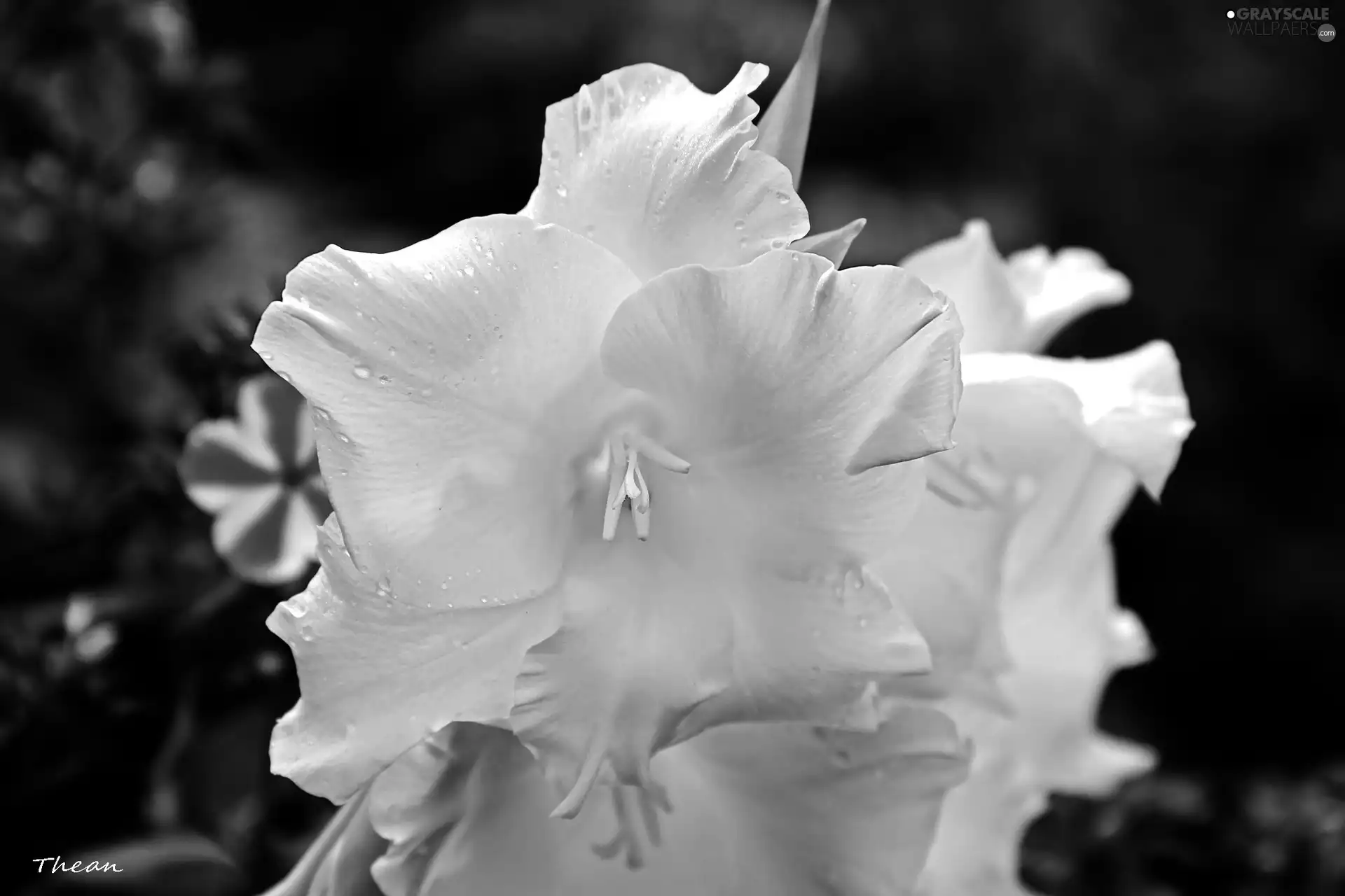 White, Flowers