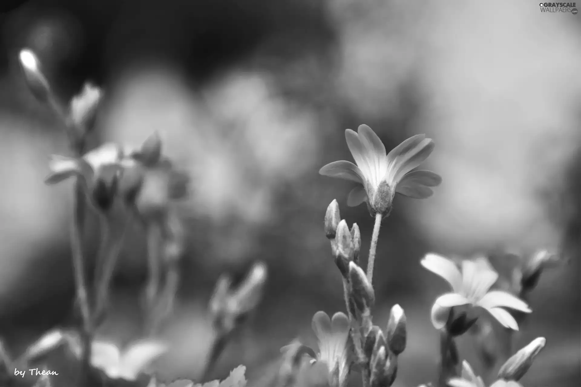 White, Flowers