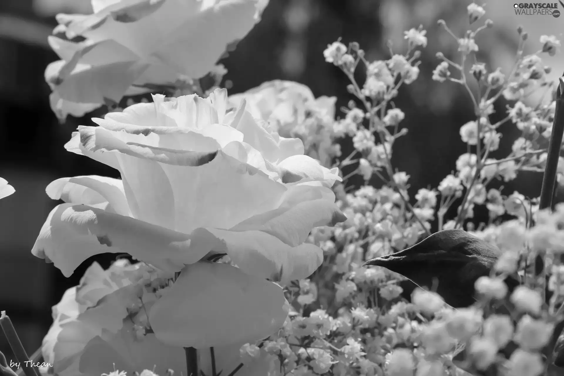 White, Flowers