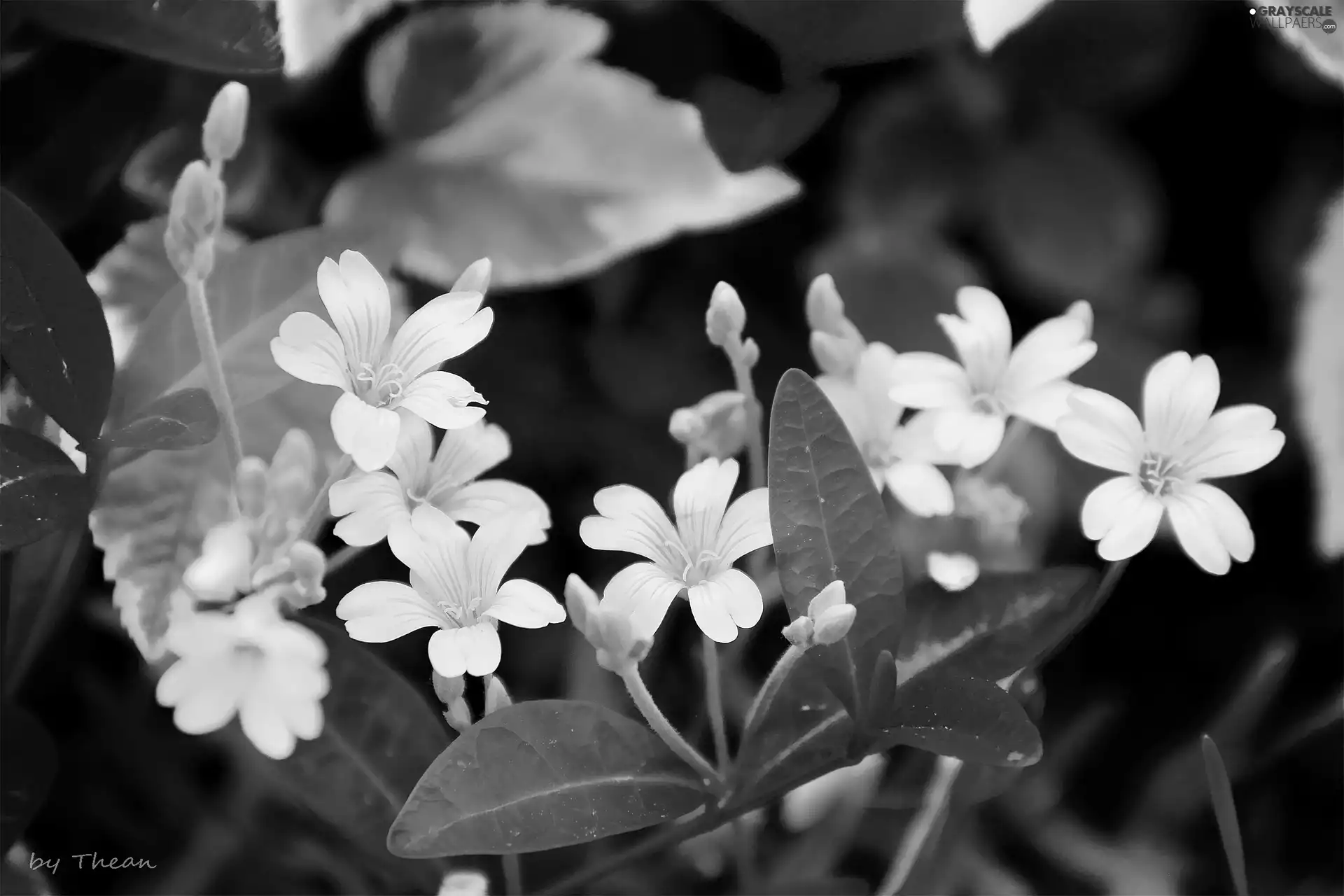 White, Flowers
