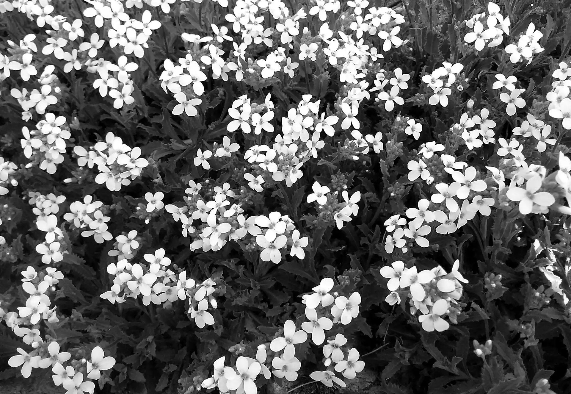 White, Flowers