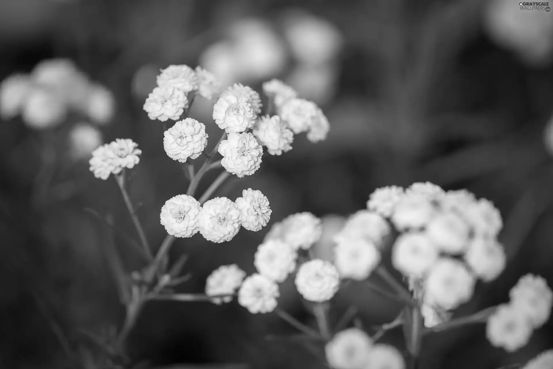 White, Flowers