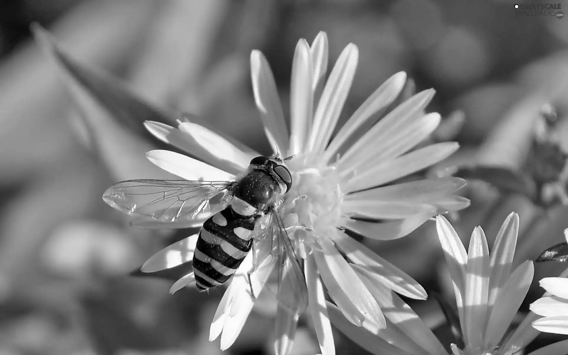 Flowers, bee, White