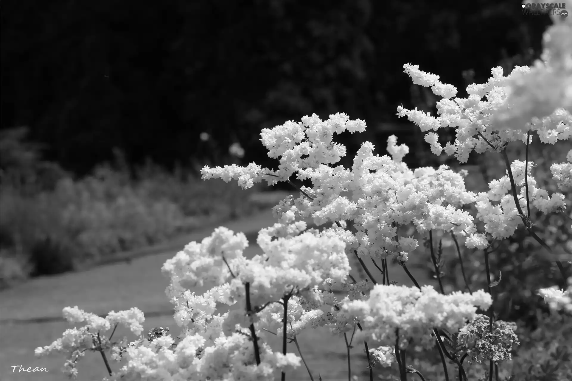 Flowers, Bush, White