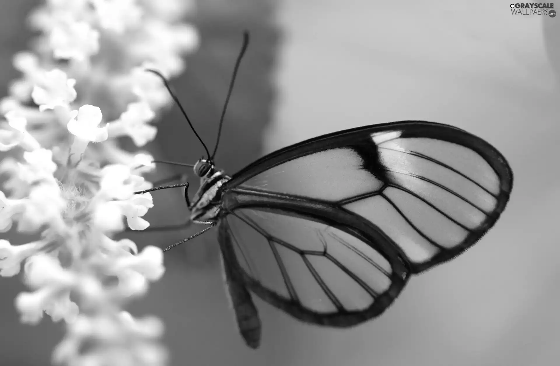 Flowers, butterfly, White