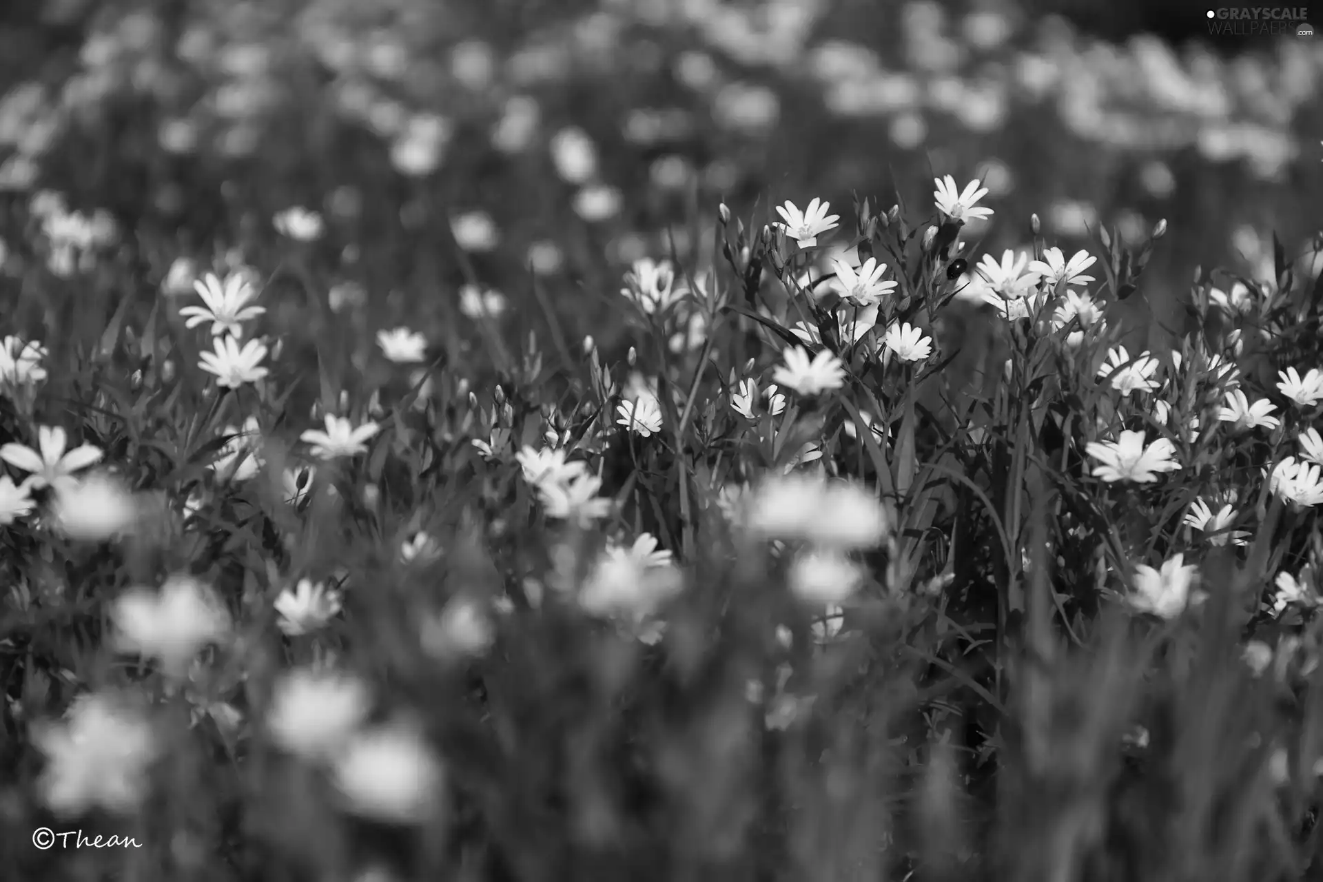 Flowers, Cerastium, White