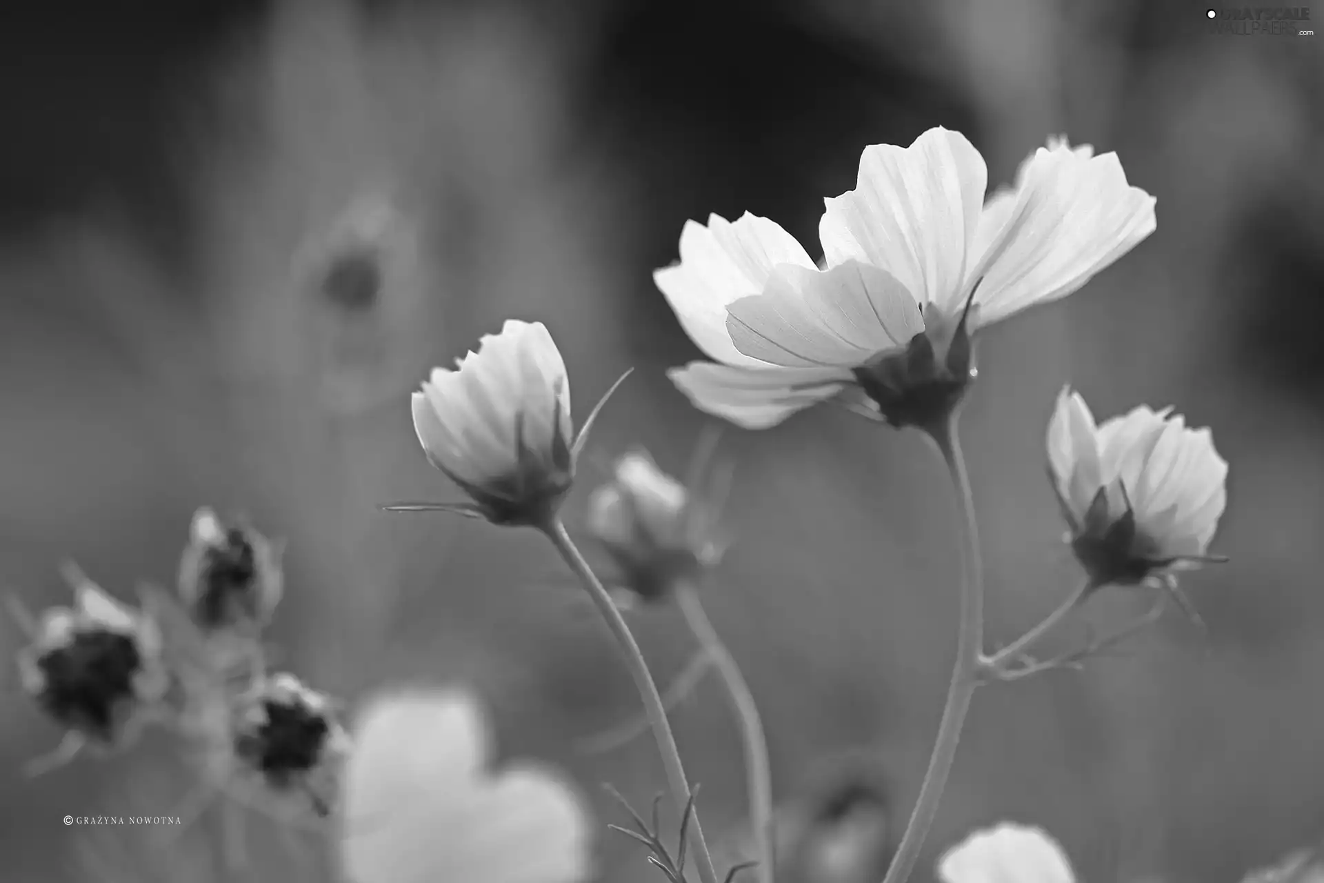 Flowers, Cosmos, White