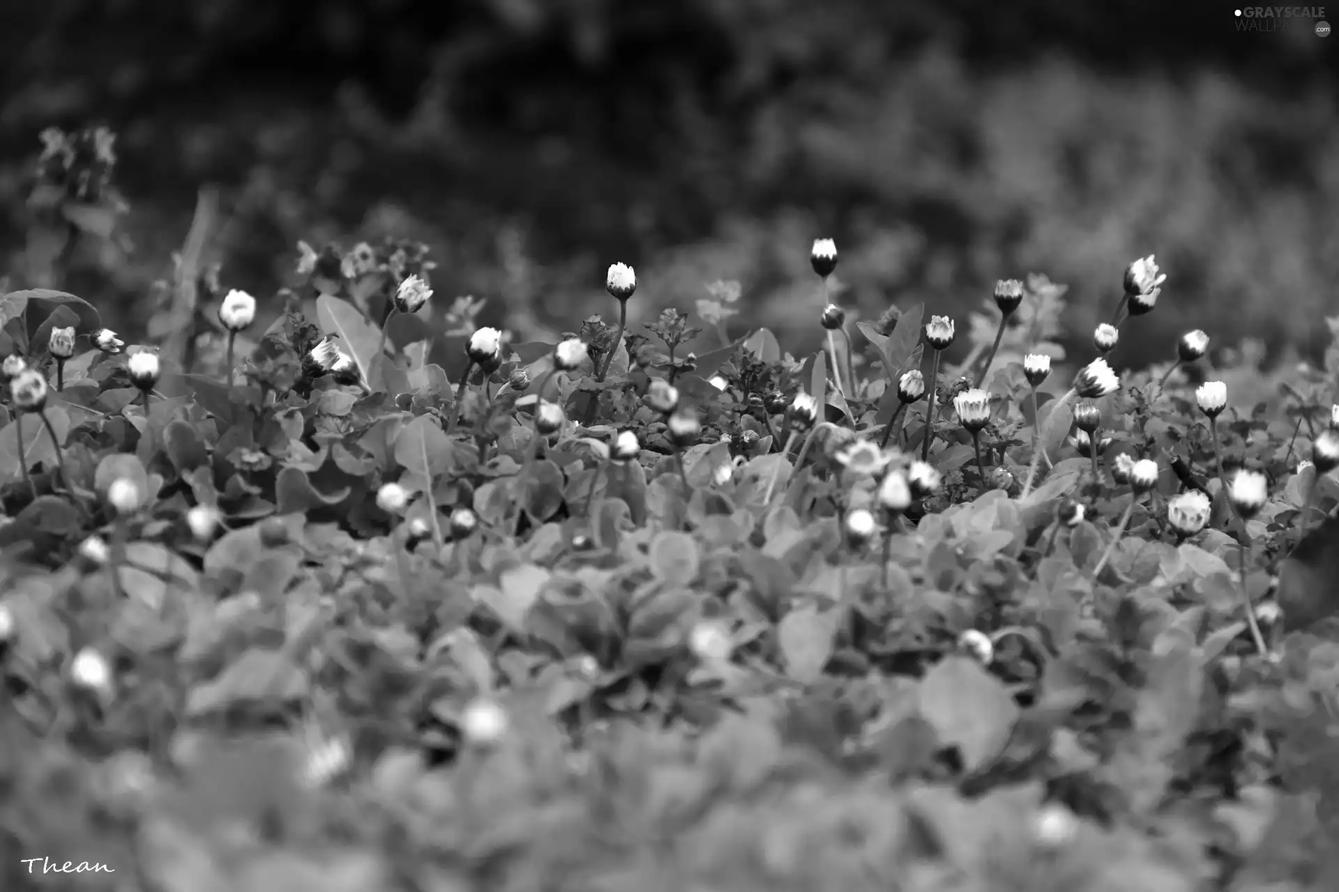 Flowers, daisies, White