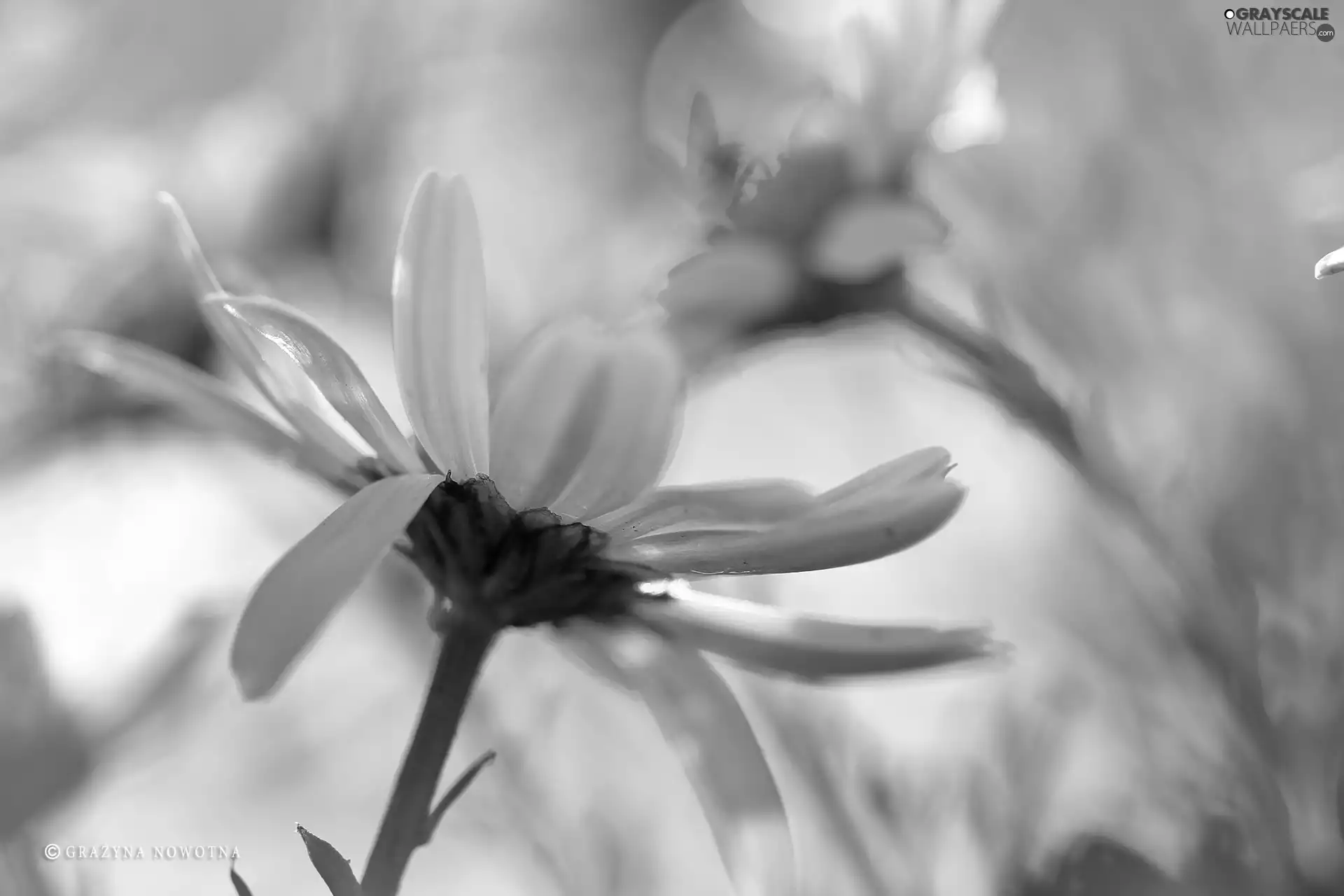 Flowers, daisy, White
