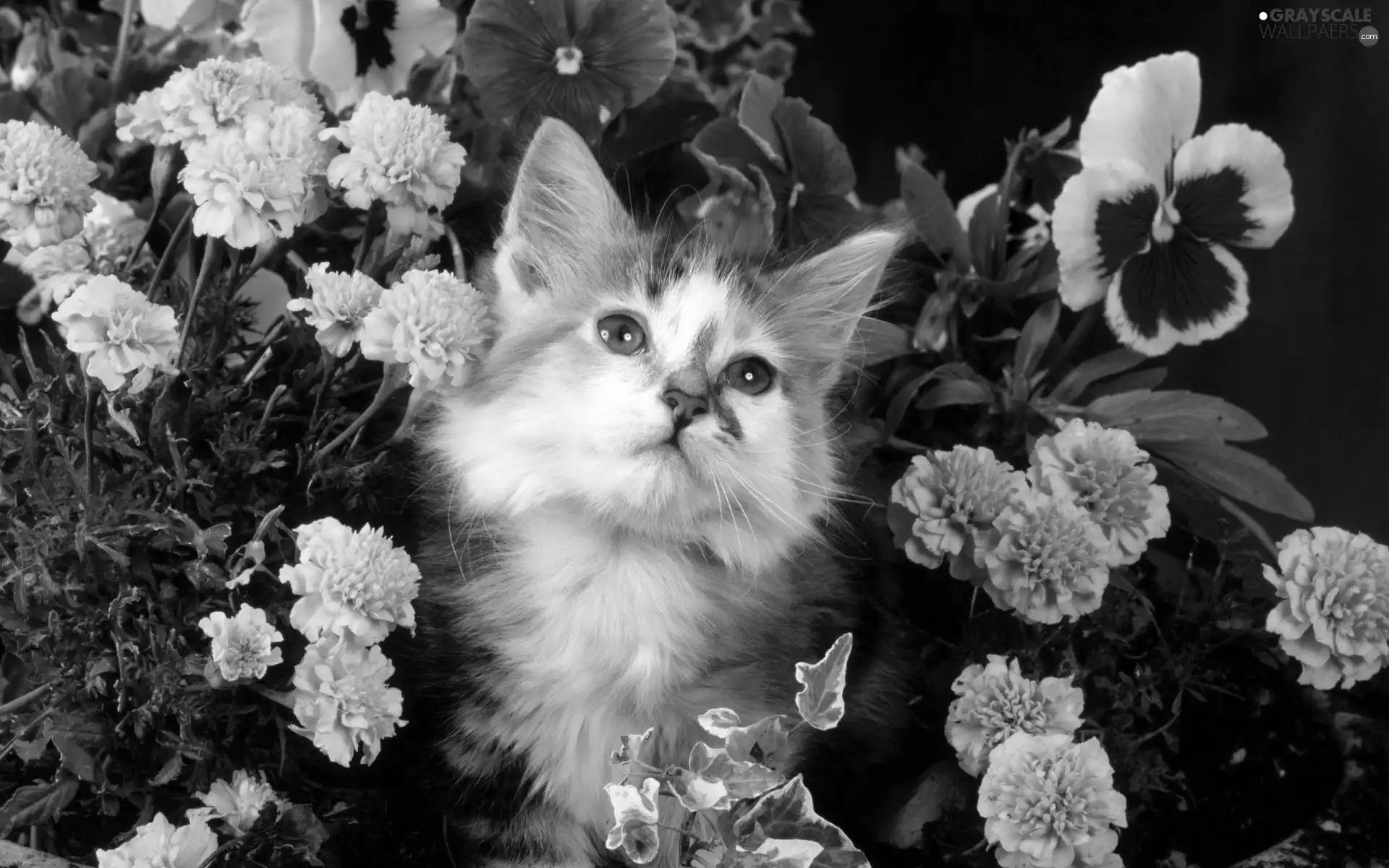 white, kitten, Flowers, ginger