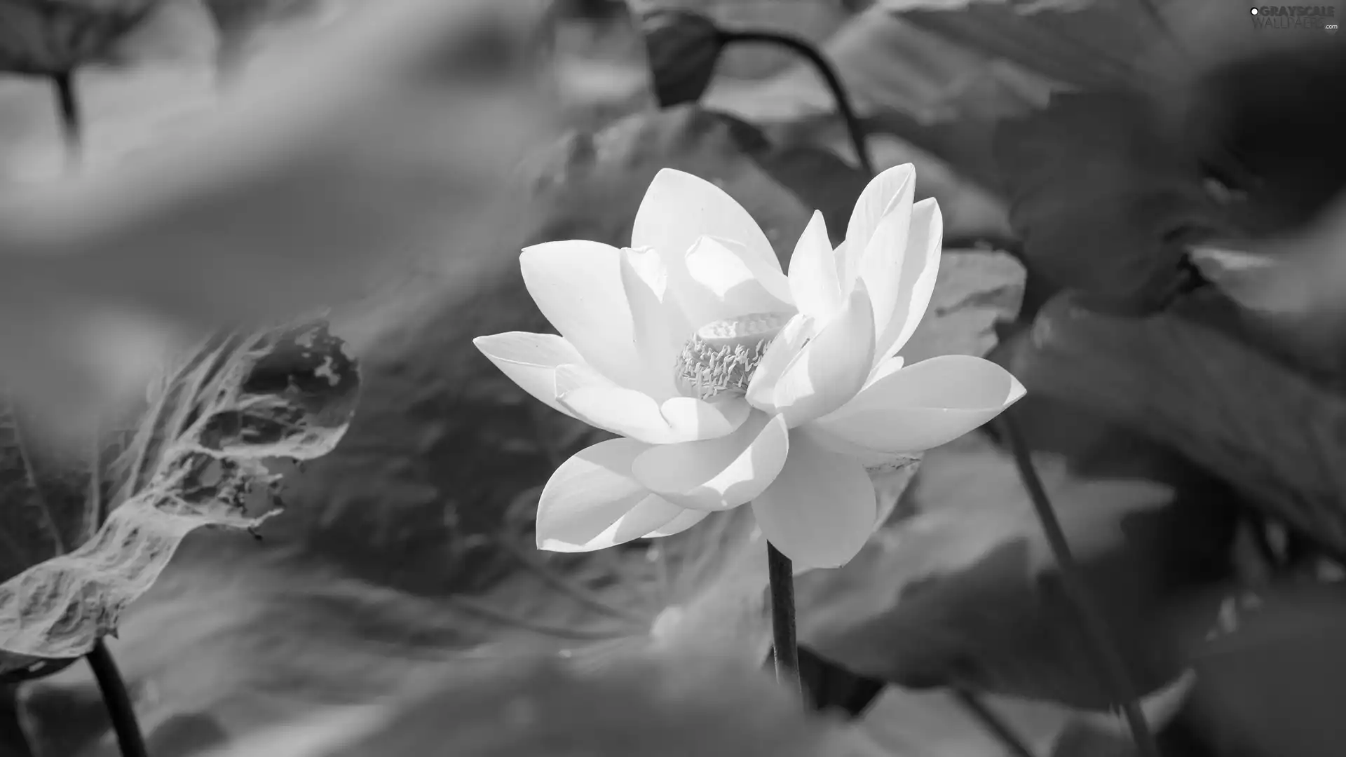 Colourfull Flowers, White, Leaf, lotus