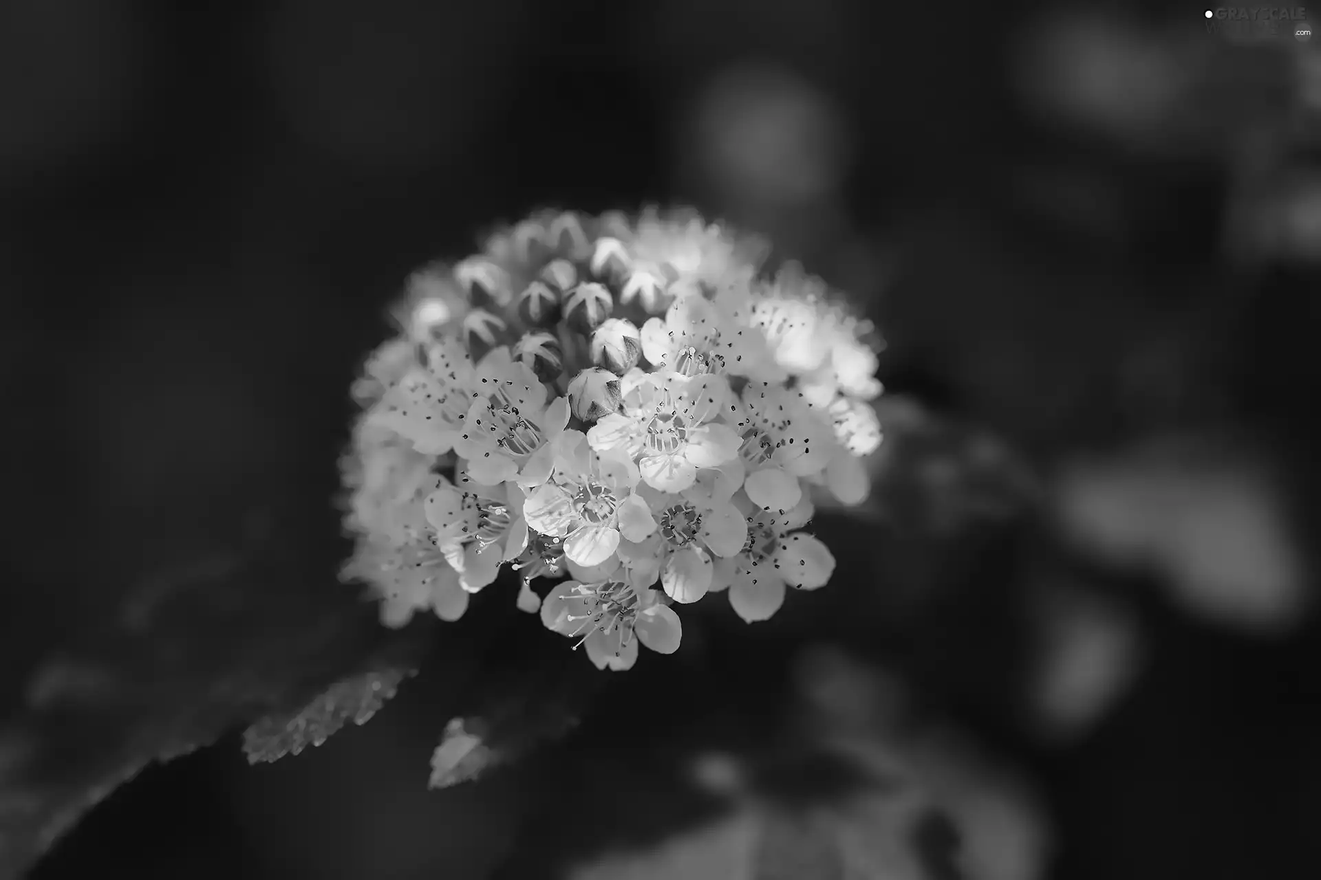 Flowers, Ninebark, White