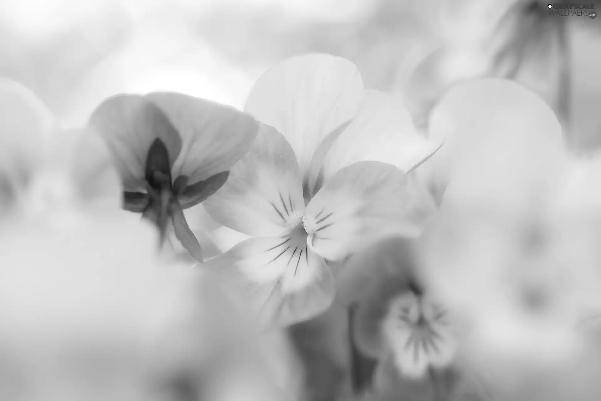 Colourfull Flowers, White-Purple, pansy