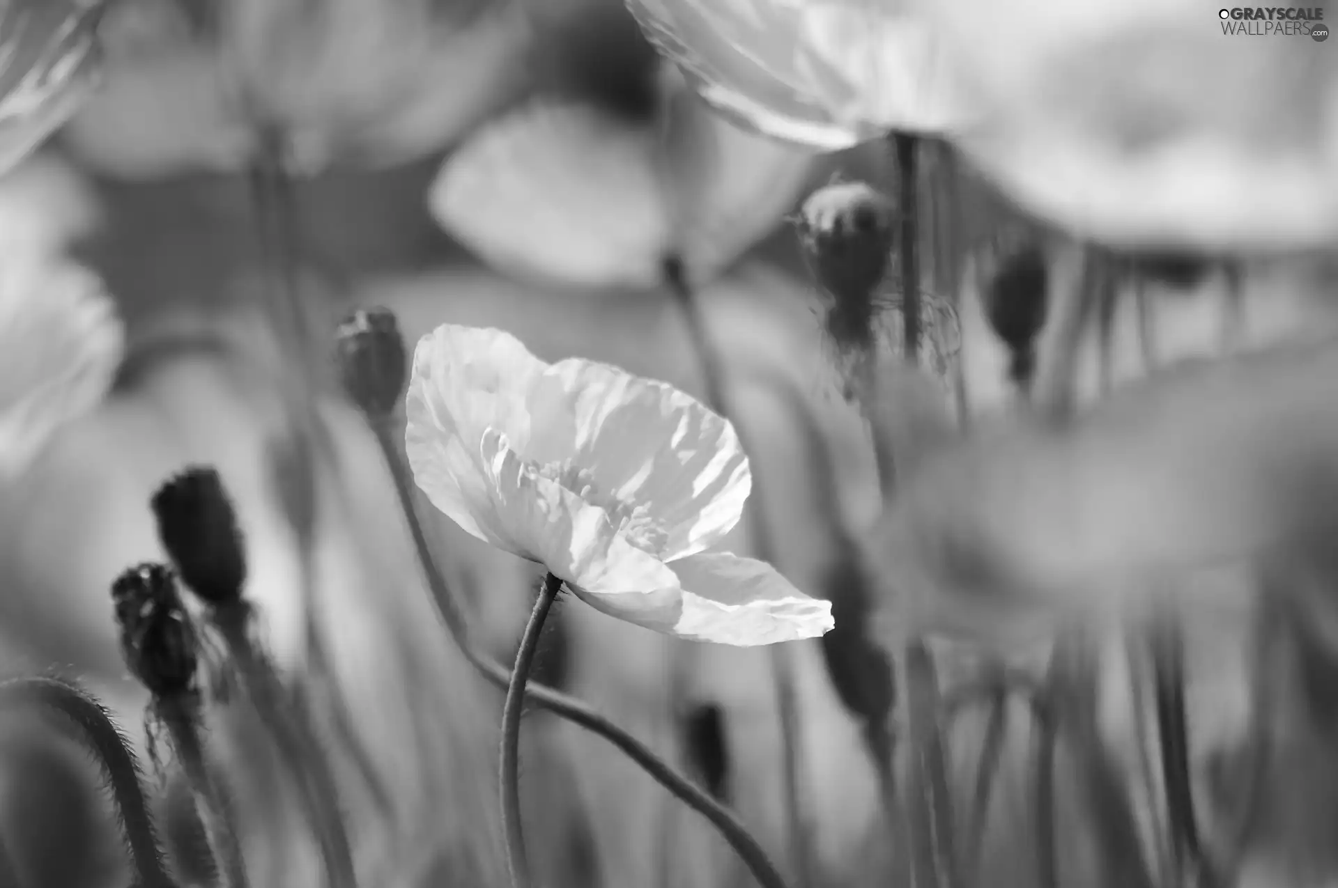 Flowers, papavers, White