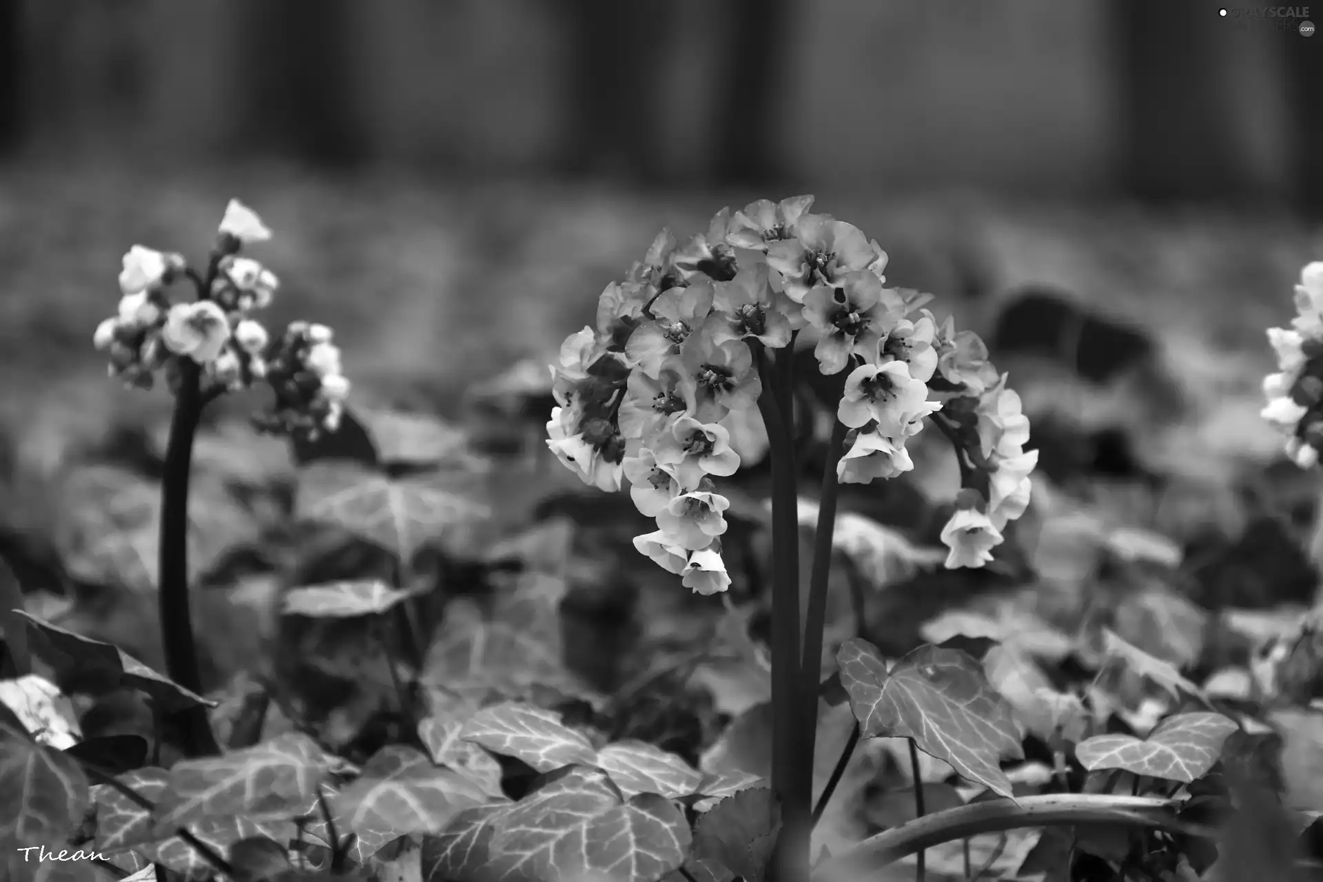 Flowers, Pink, White