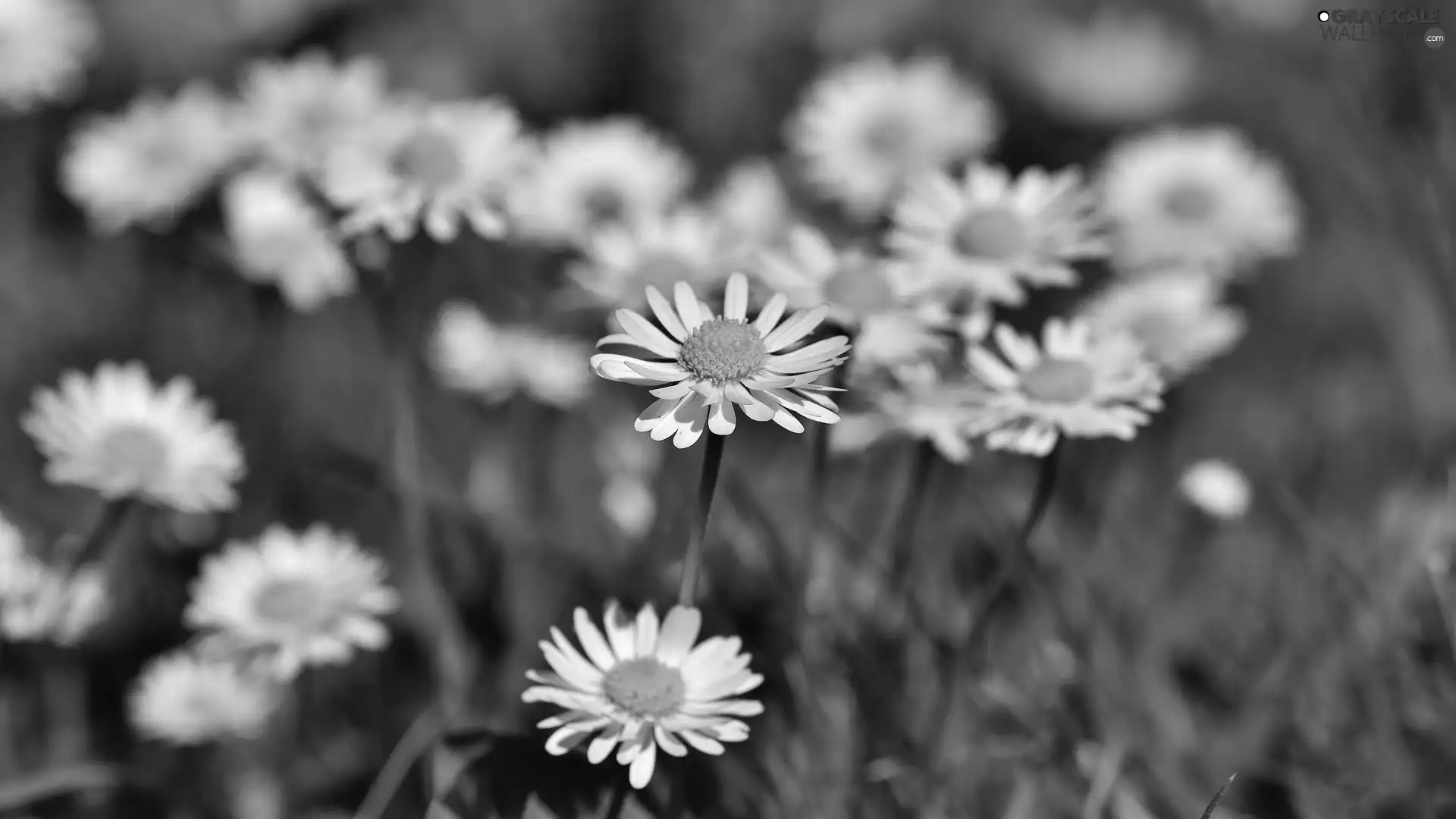 White, daisies, rapprochement, Flowers