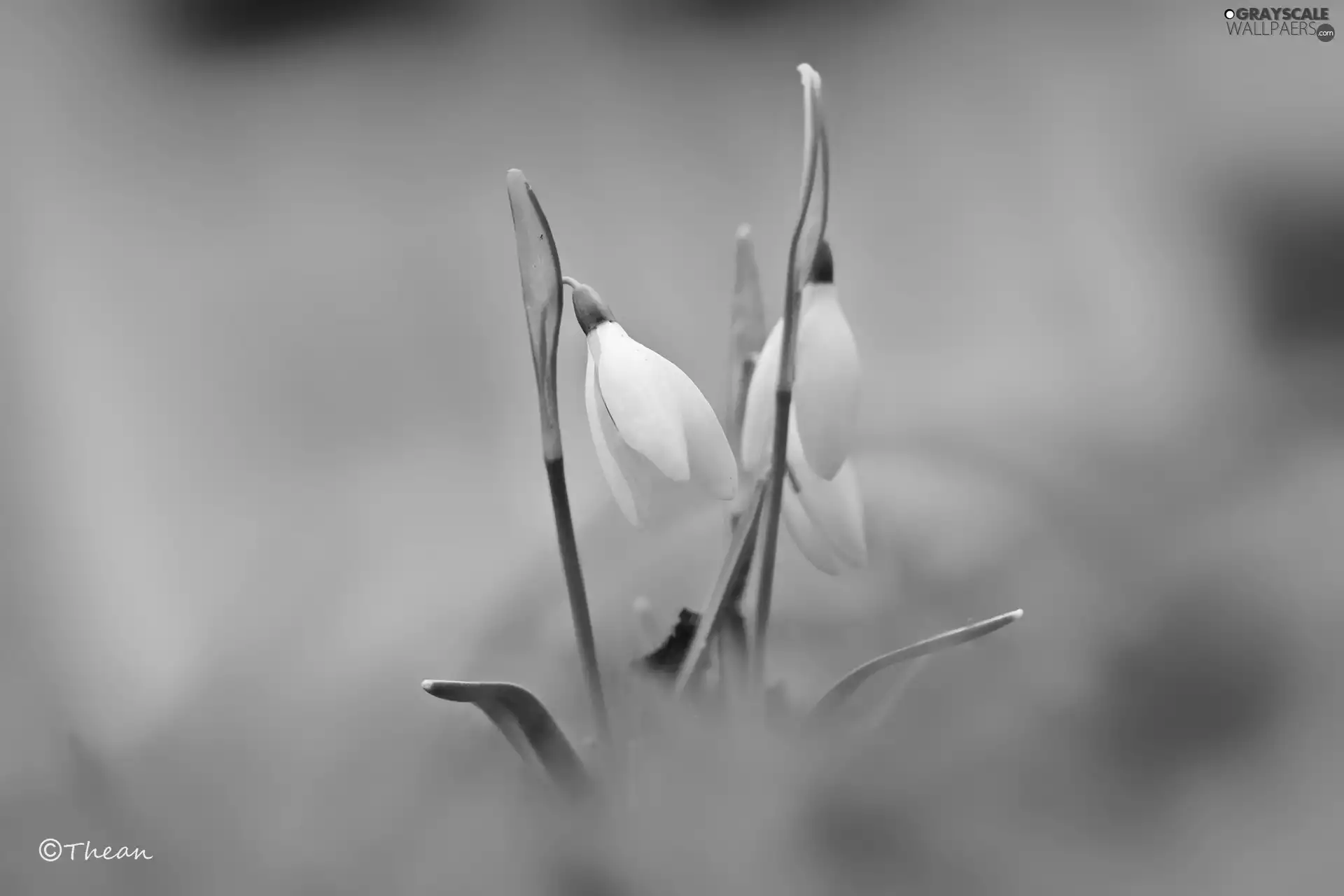 Flowers, snowdrops, White