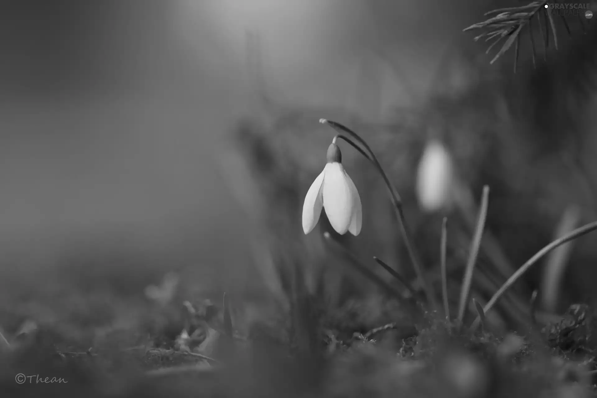 Flowers, snowdrops, White