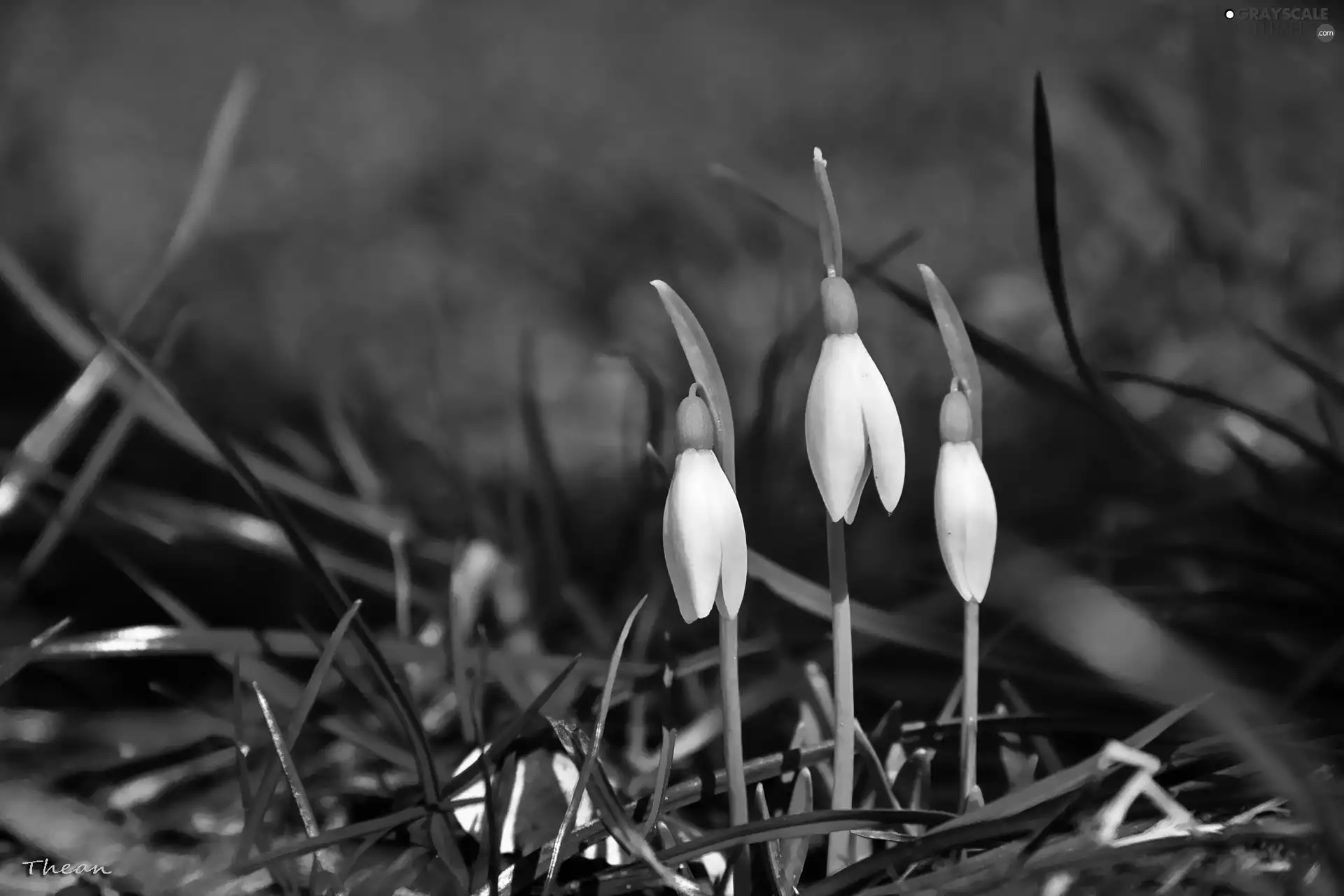 Flowers, snowdrops, White