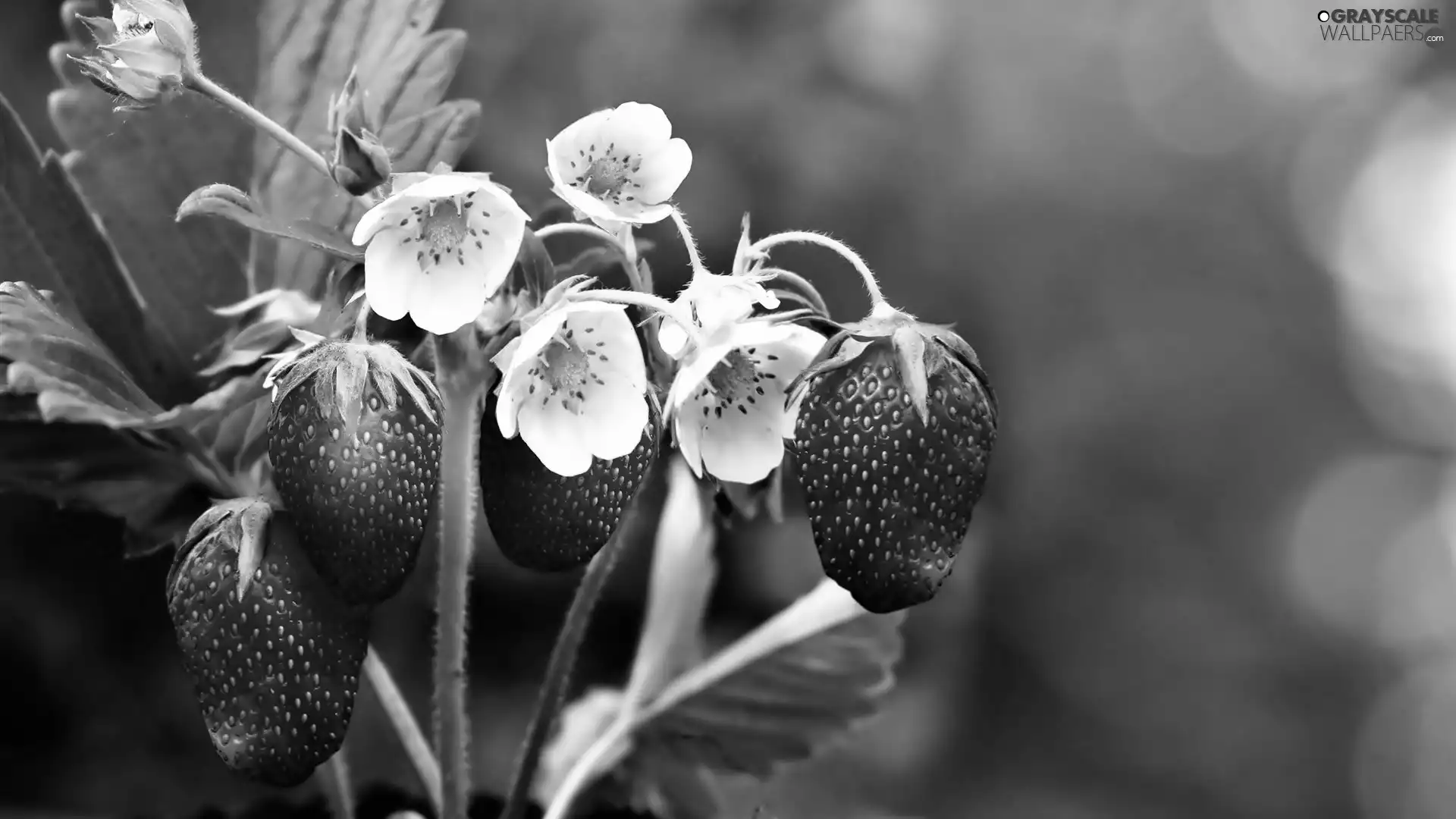 Flowers, strawberries, White