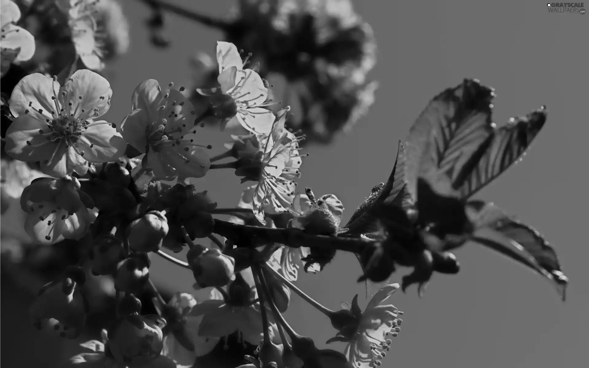 flowers, twig, White