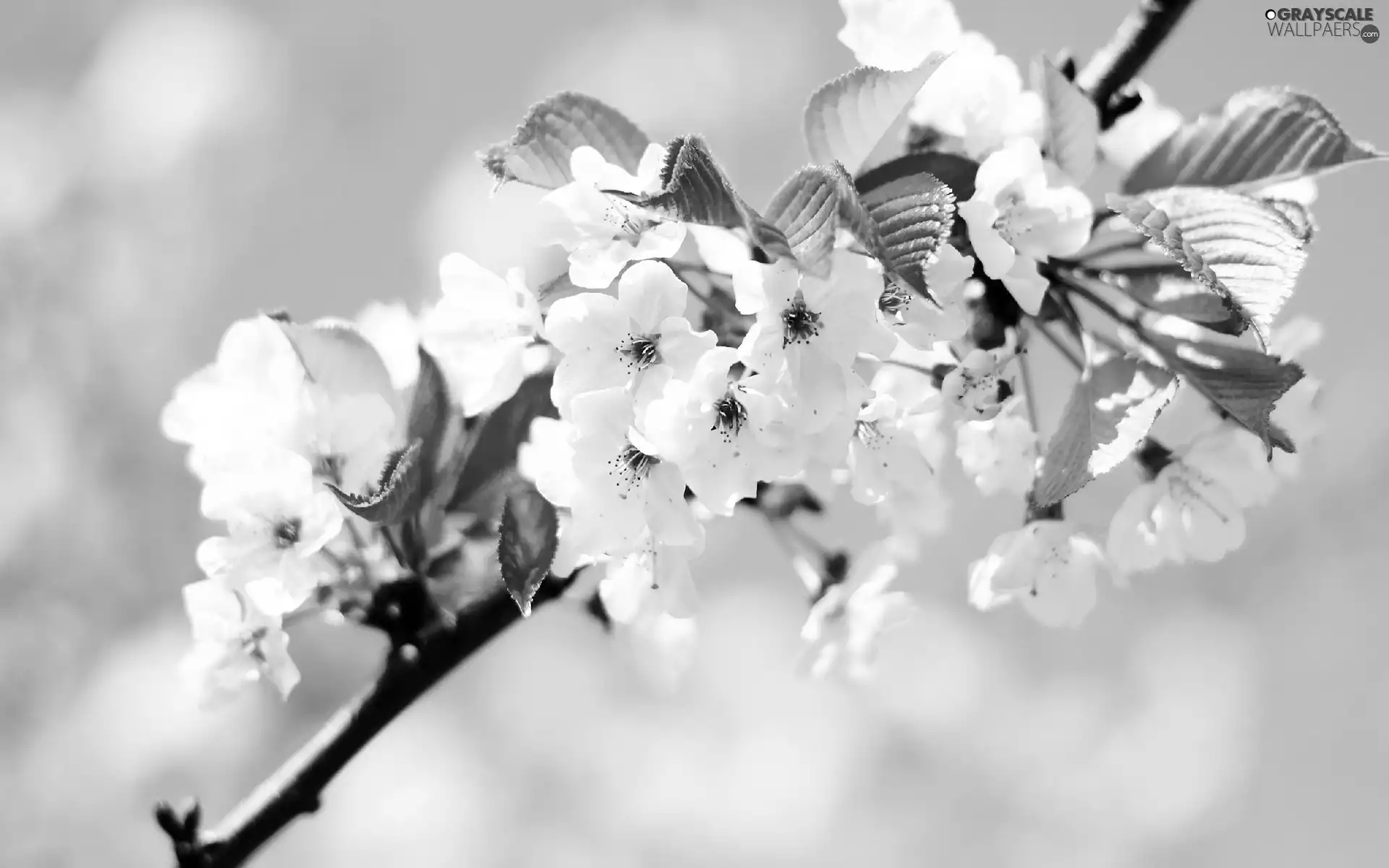 flowers, twig, White