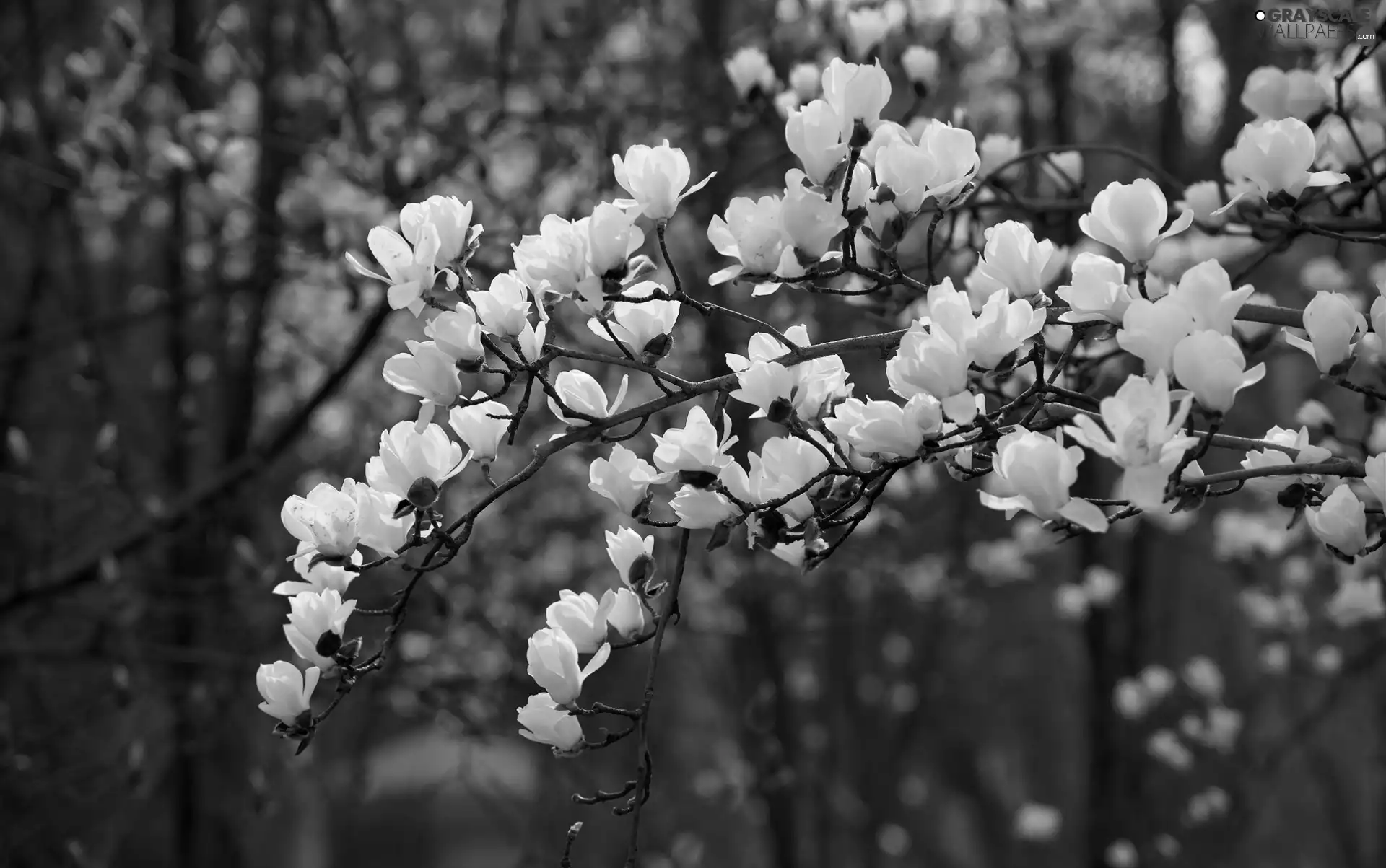 White, Magnolia, Twigs, Flowers