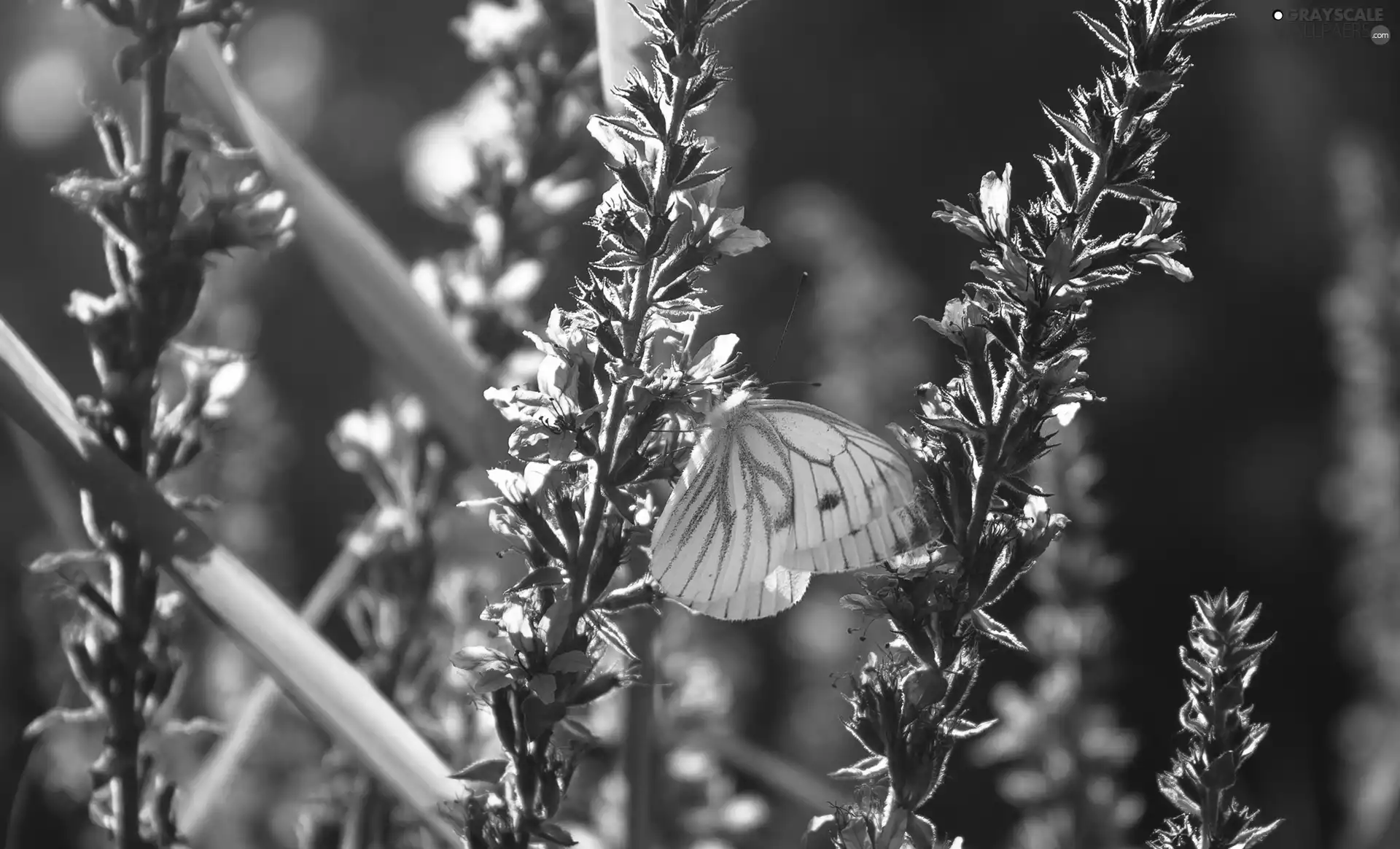 purple, Flowers, butterfly, Cabbage, White