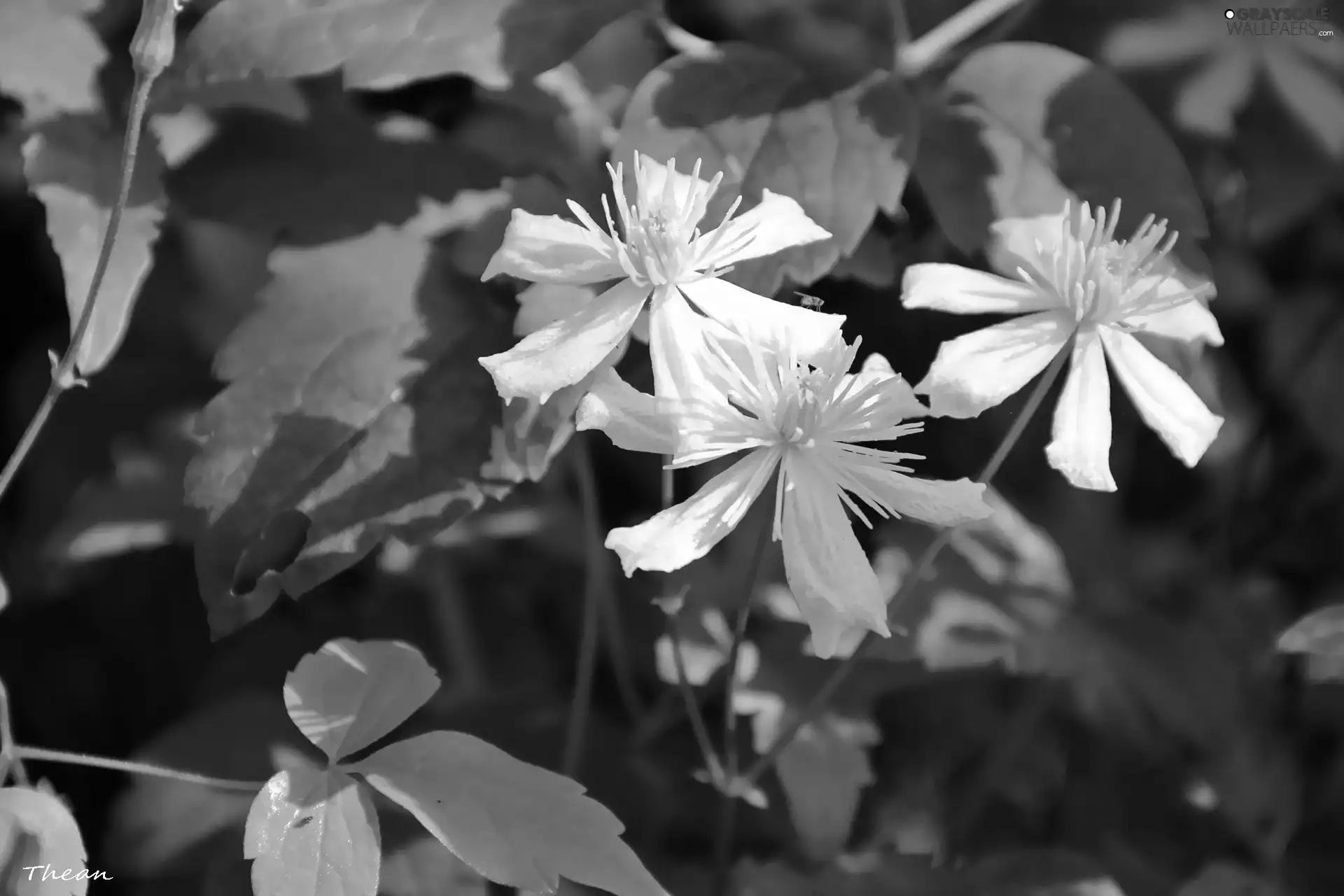 White, Flowers