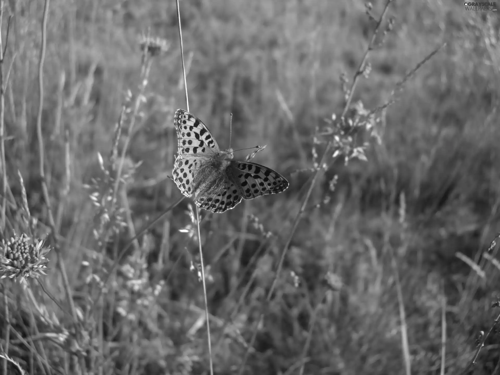 Flowers, Wildflowers, Meadow, grass, butterfly