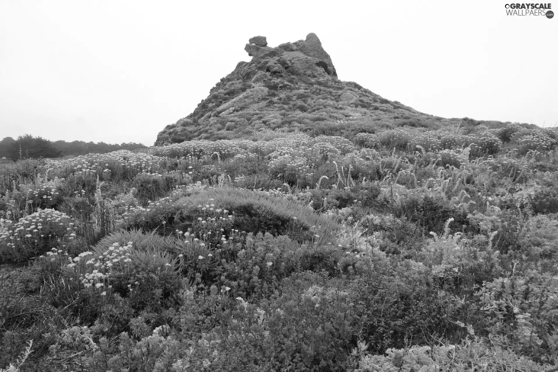 Flowers, Hill, Wildflowers
