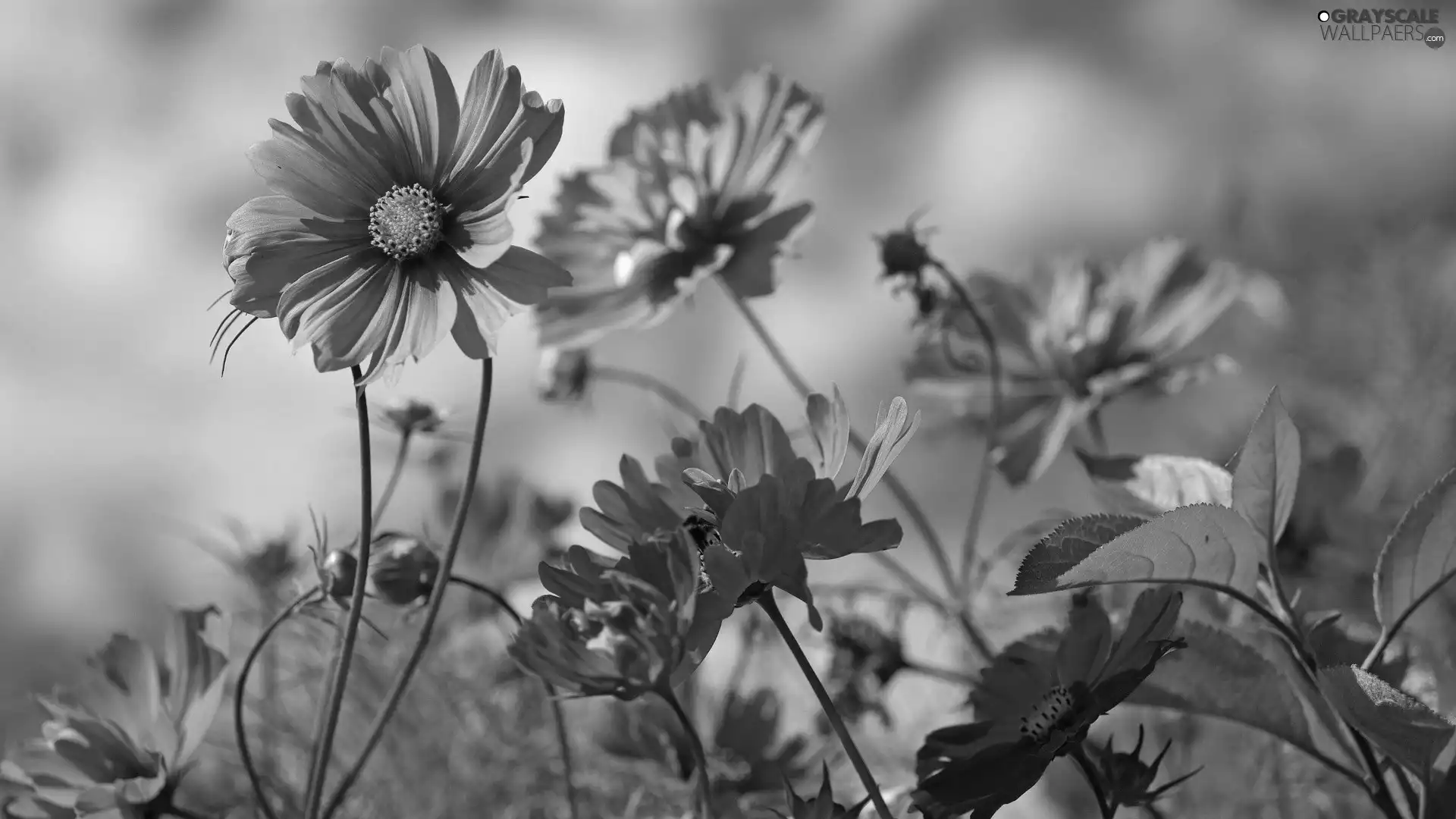 purple, Flowers, Cosmos, Wildflowers