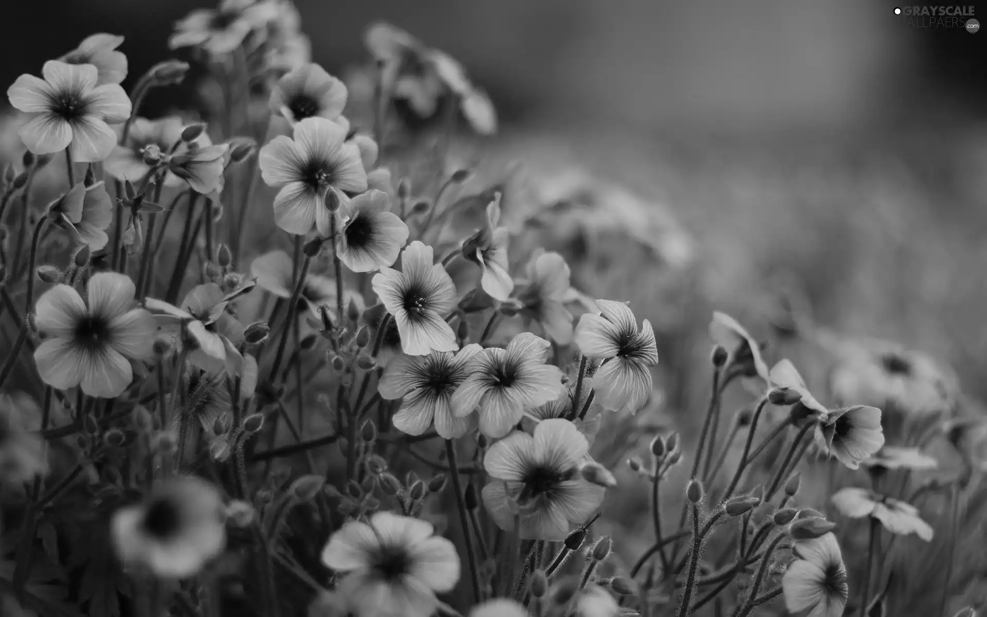 flowers, purple, Wildflowers