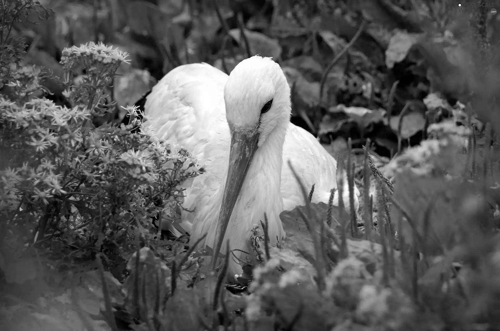 Flowers, stork, Wildflowers