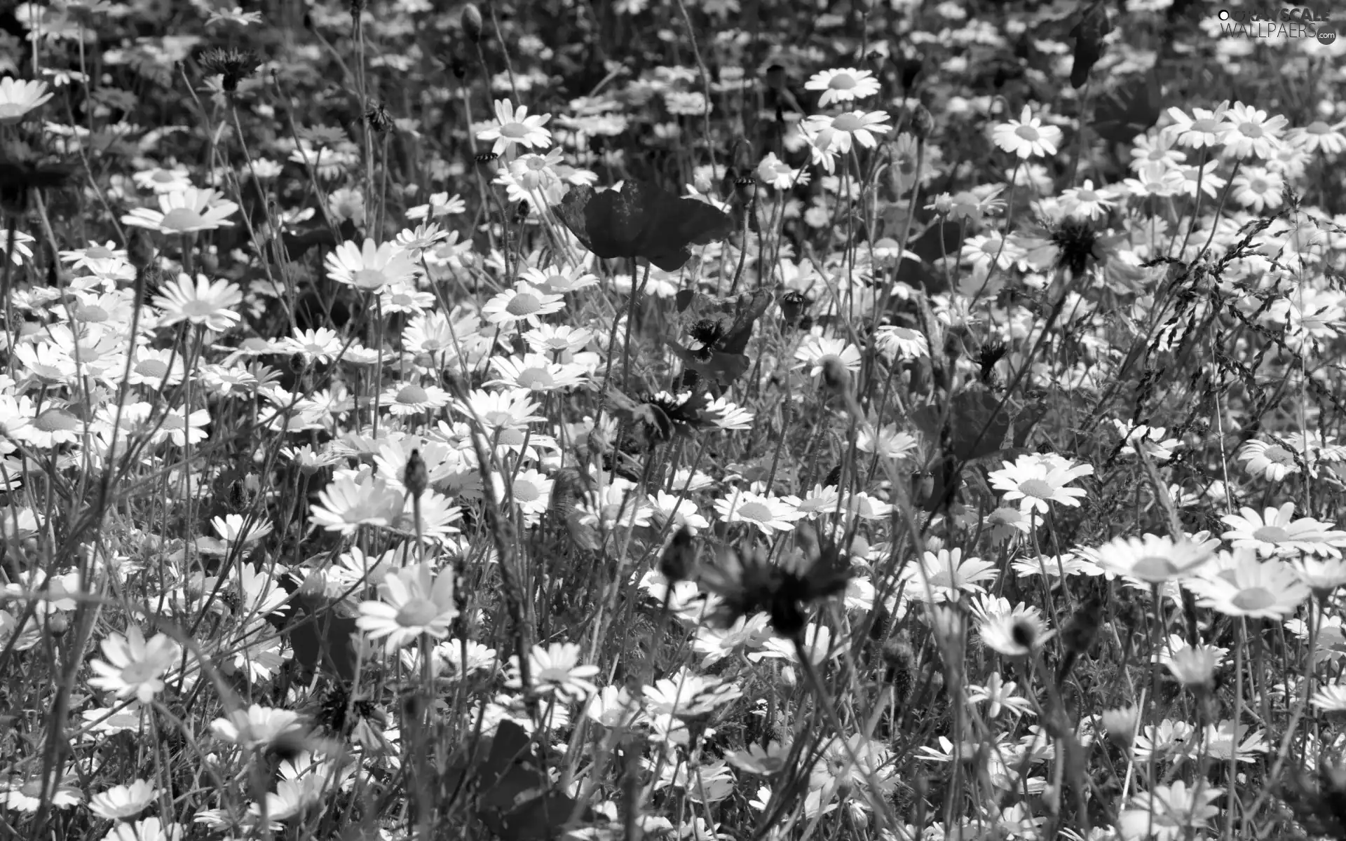 Wildflowers, Flowers