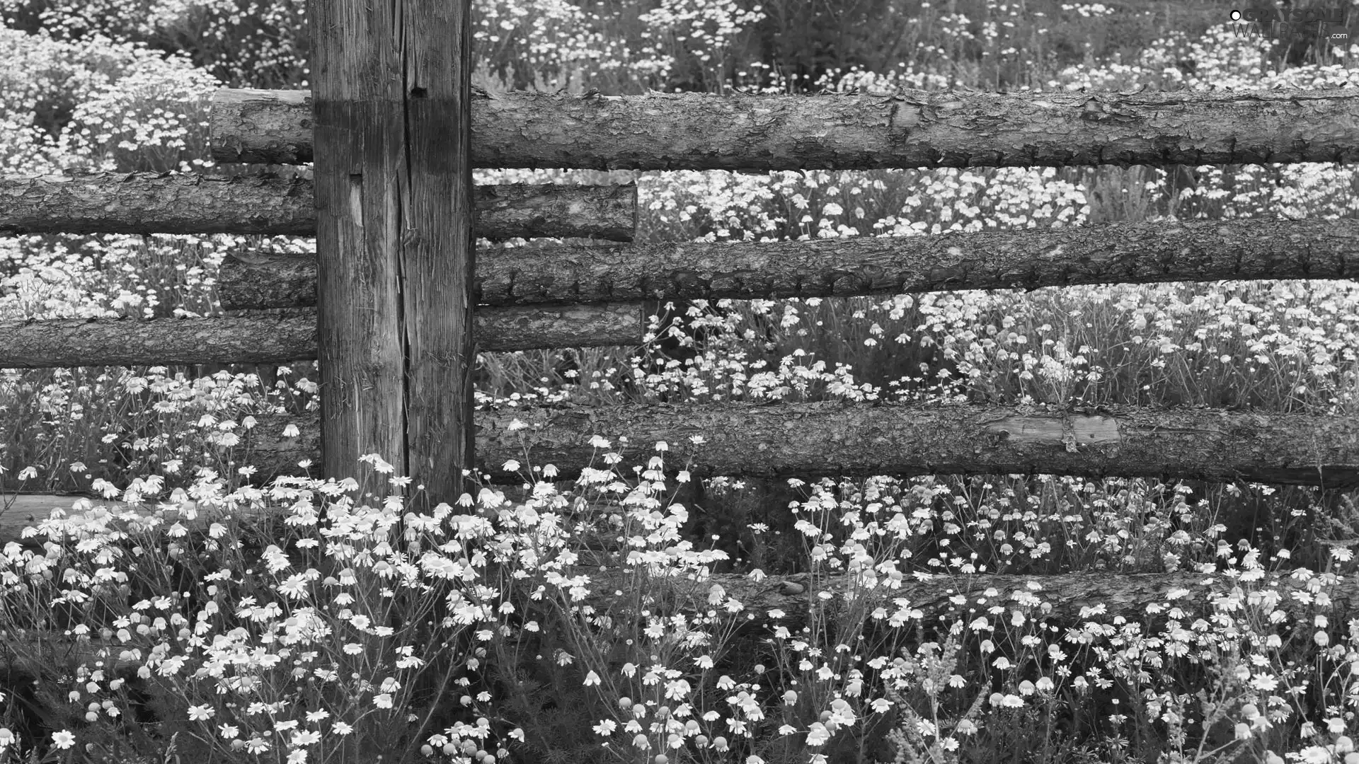 Flowers, Fance, wooden