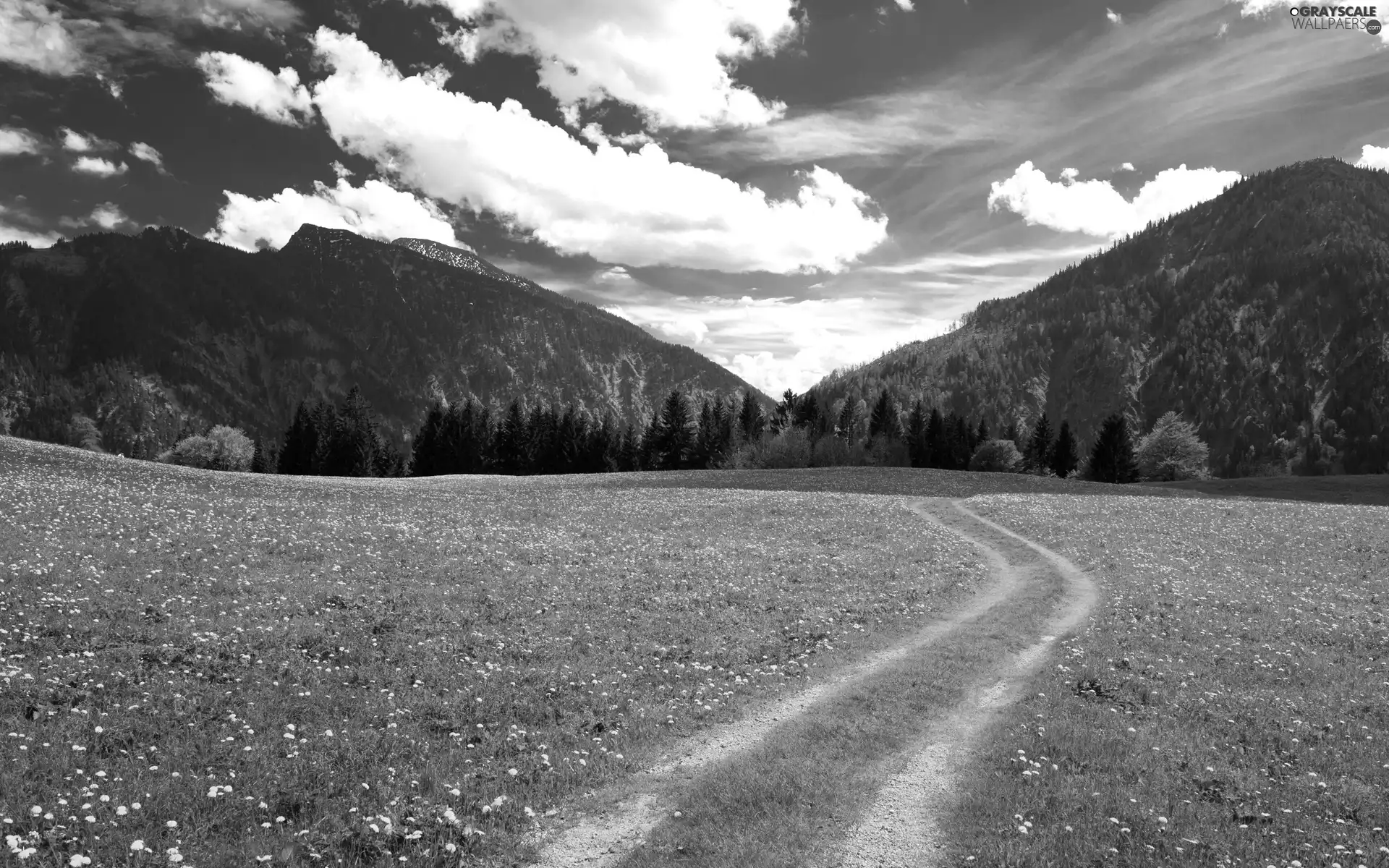 Way, Alps, Flowers, woods, medows, Bavarian