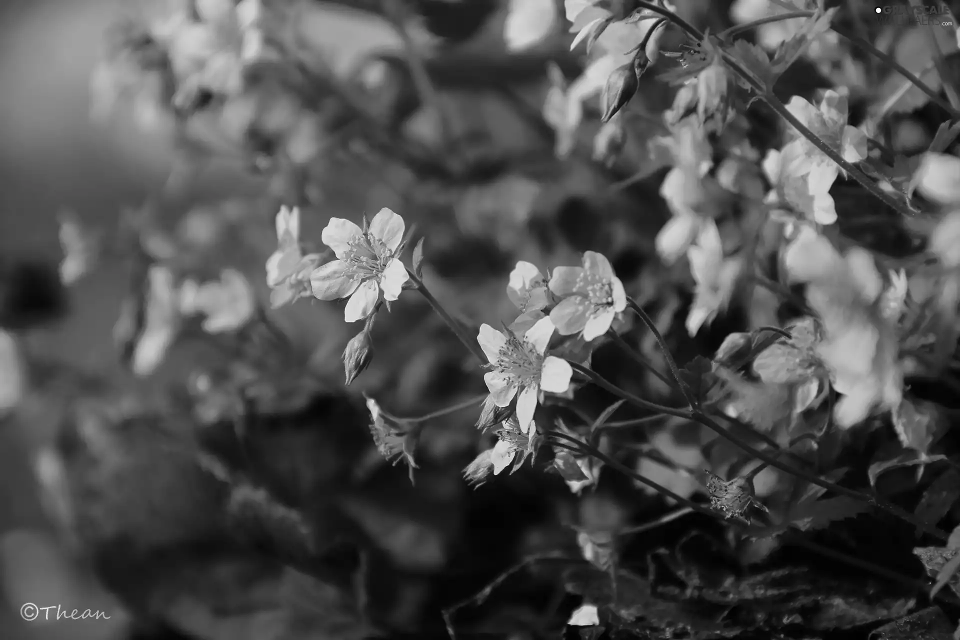 Yellow, Flowers