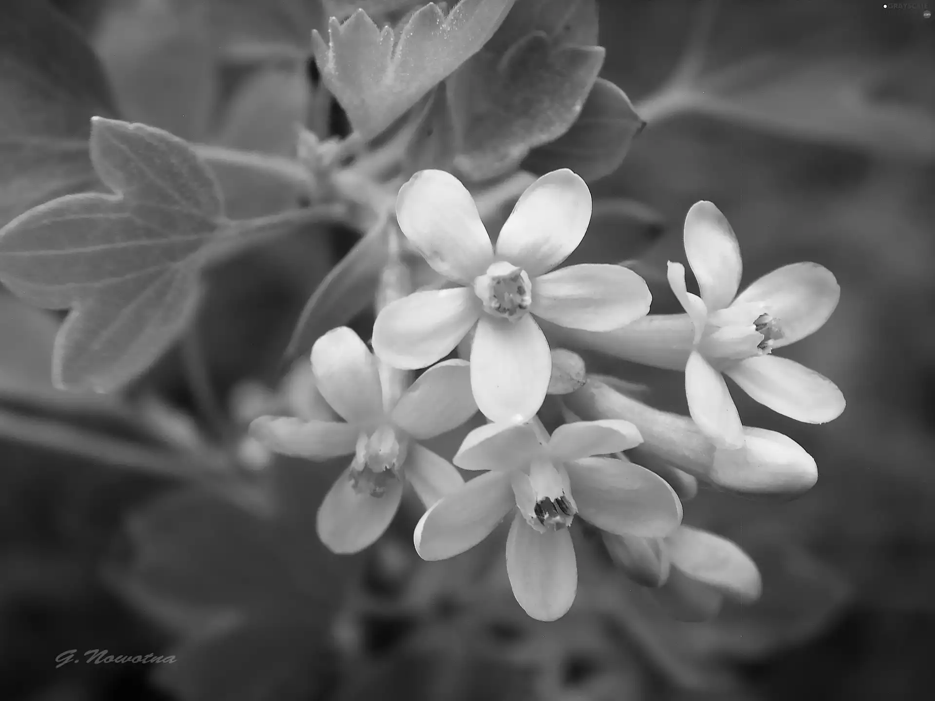 Yellow, flowers