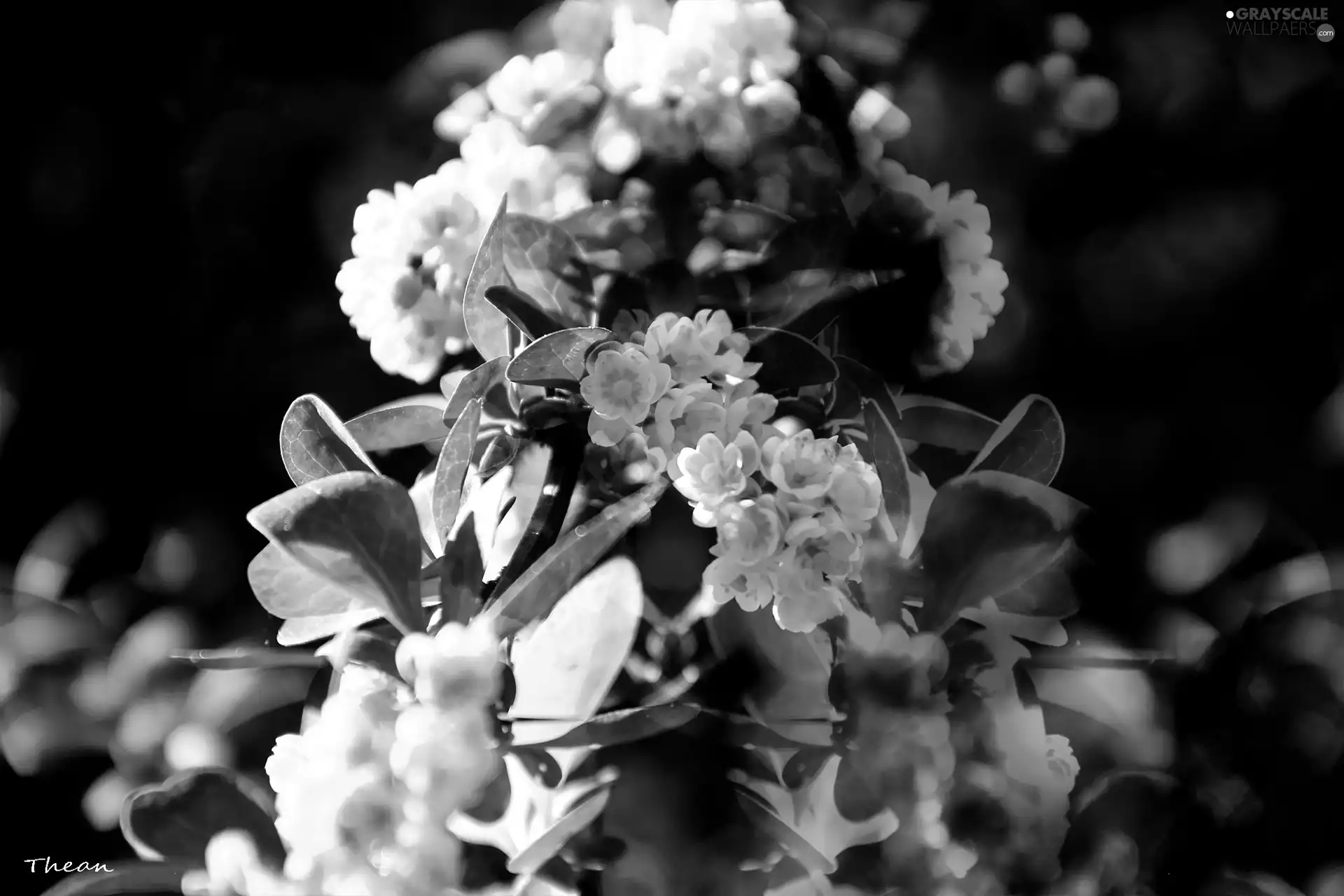 Yellow, Flowers