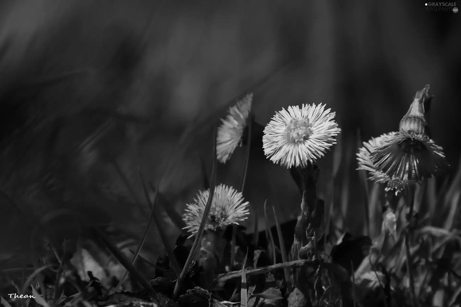 Yellow, Flowers