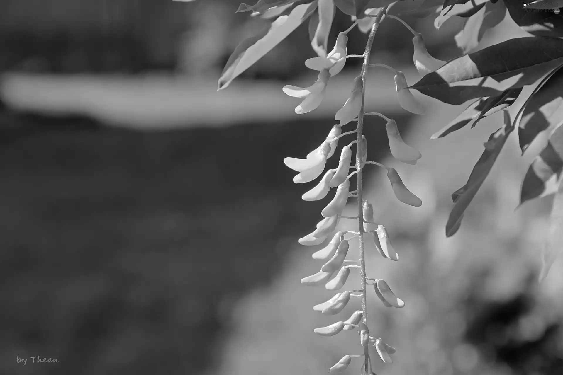 Laburnum, Yellow, Flowers