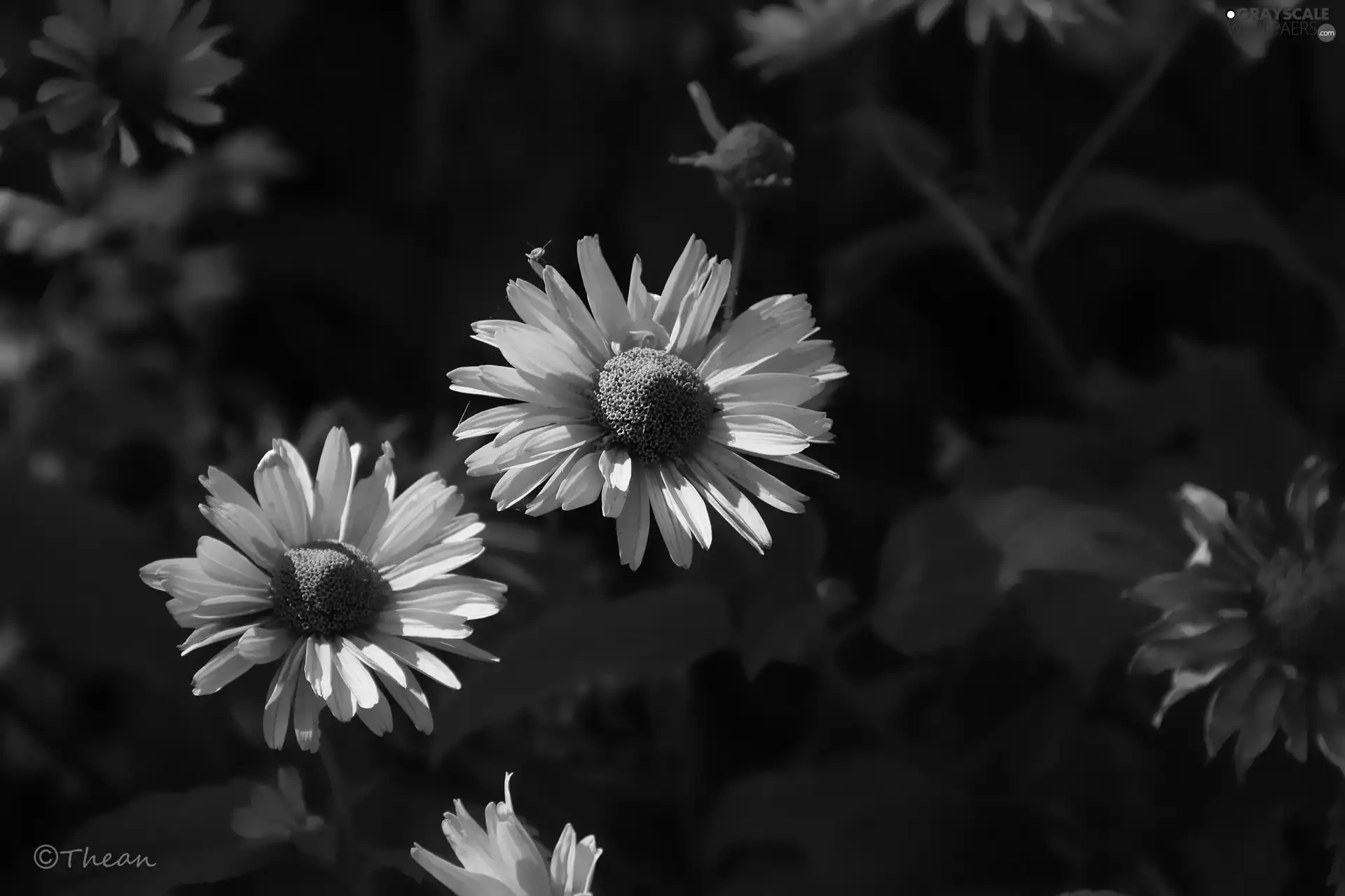 Yellow, Flowers