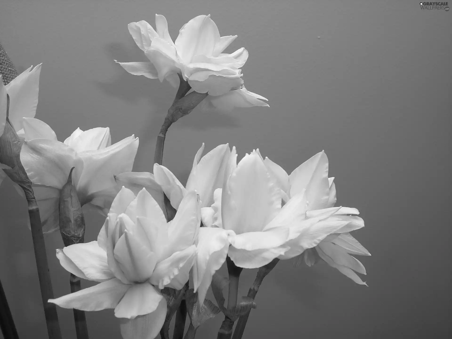 Yellow, Flowers