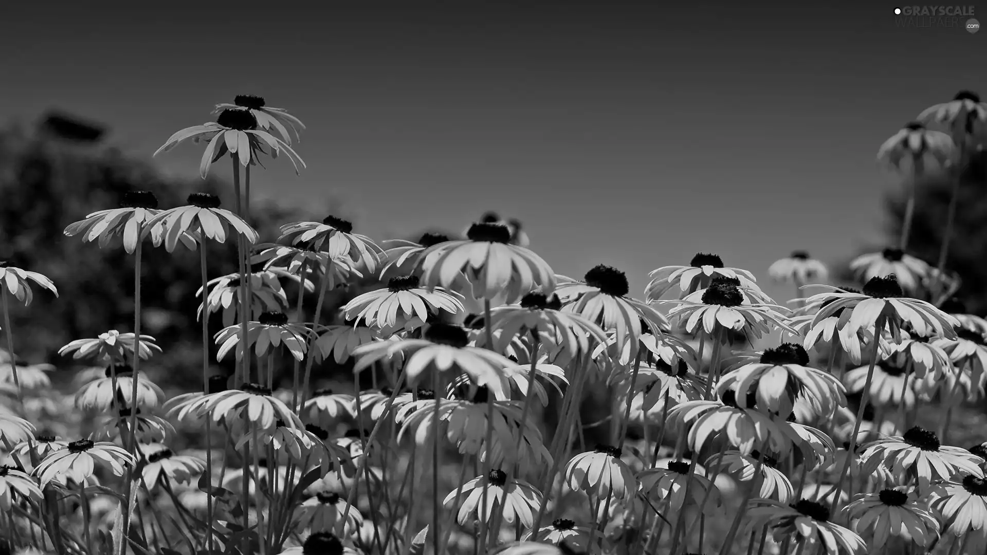 Rudbeckia, Yellow, Flowers